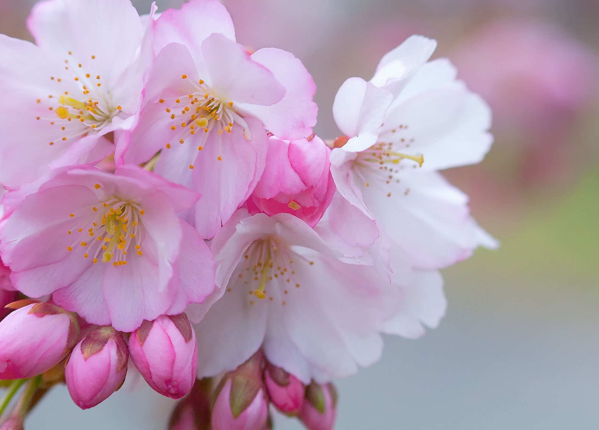 Japanese Cherry Blossom Wallpaper 1080p - HD Wallpaper 