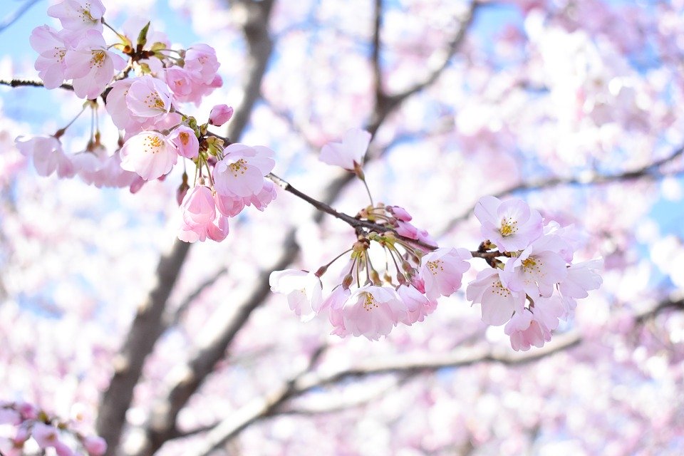 Cherry Blossom, Pink, Light, Flowers, Flower, Wallpaper - Light Flowers - HD Wallpaper 