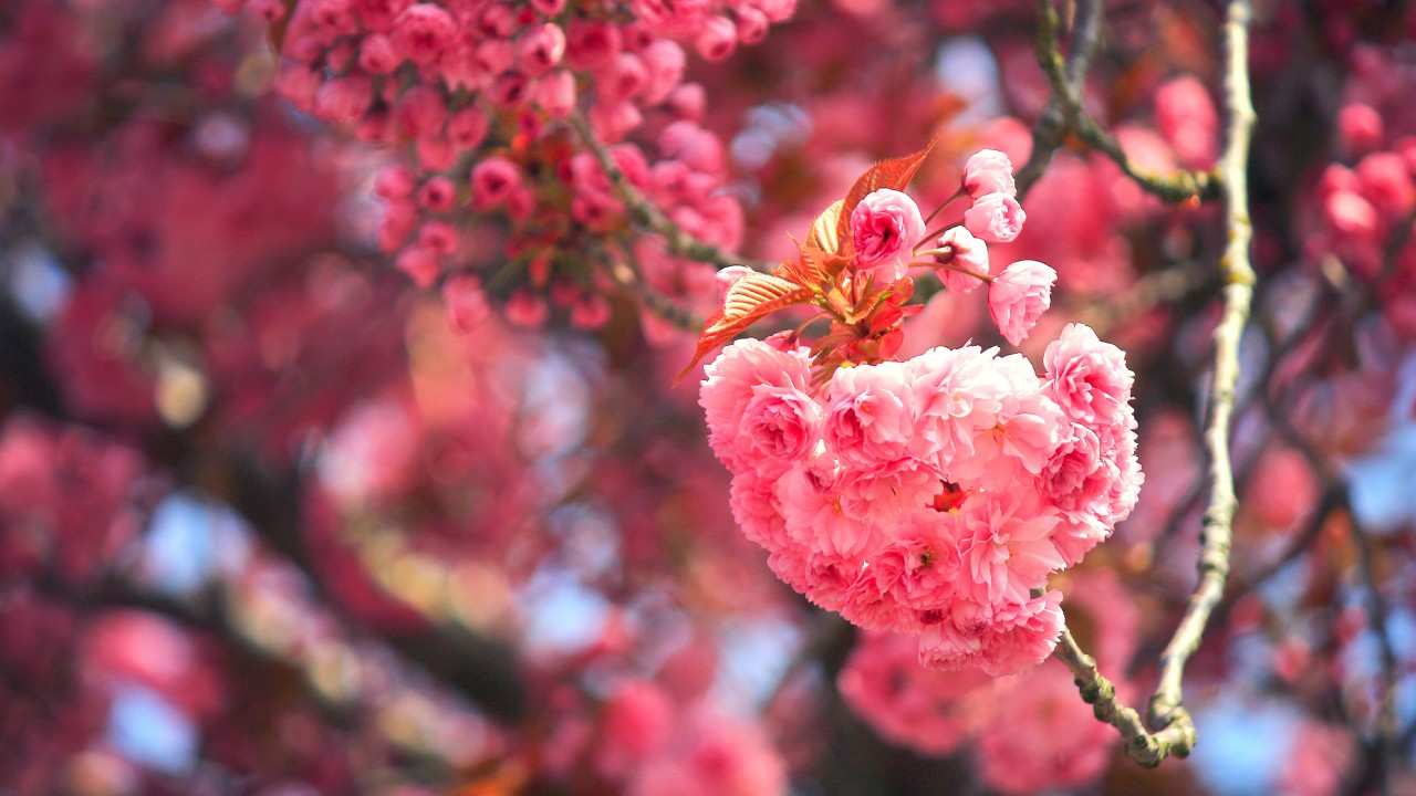 Cherry Tree Blossom Wallpaper Hd - HD Wallpaper 