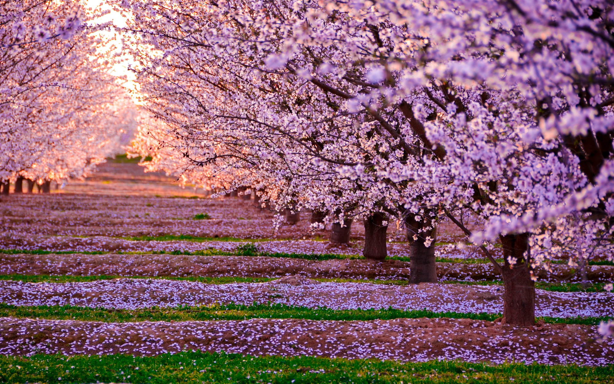 Japan Cherry Blossom Field - HD Wallpaper 