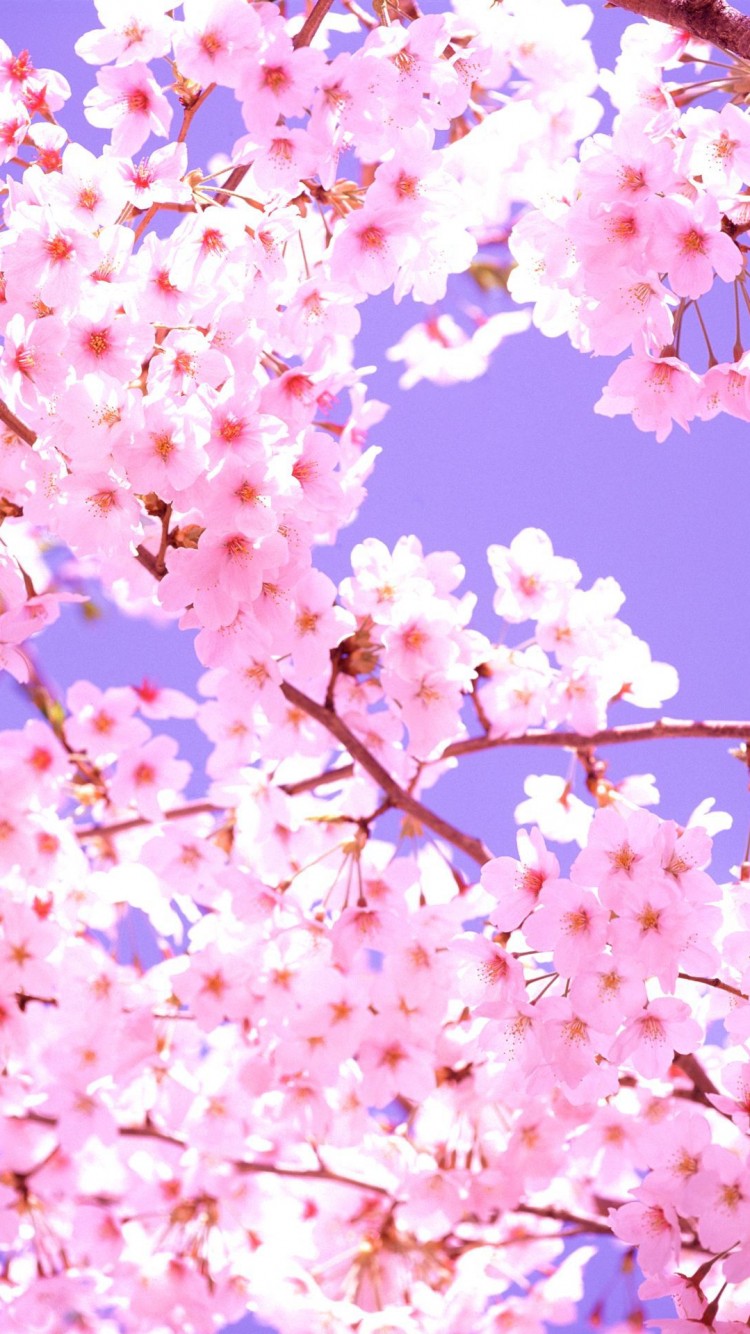 Cherry Blossom Wallpaper Iphone 6 - HD Wallpaper 