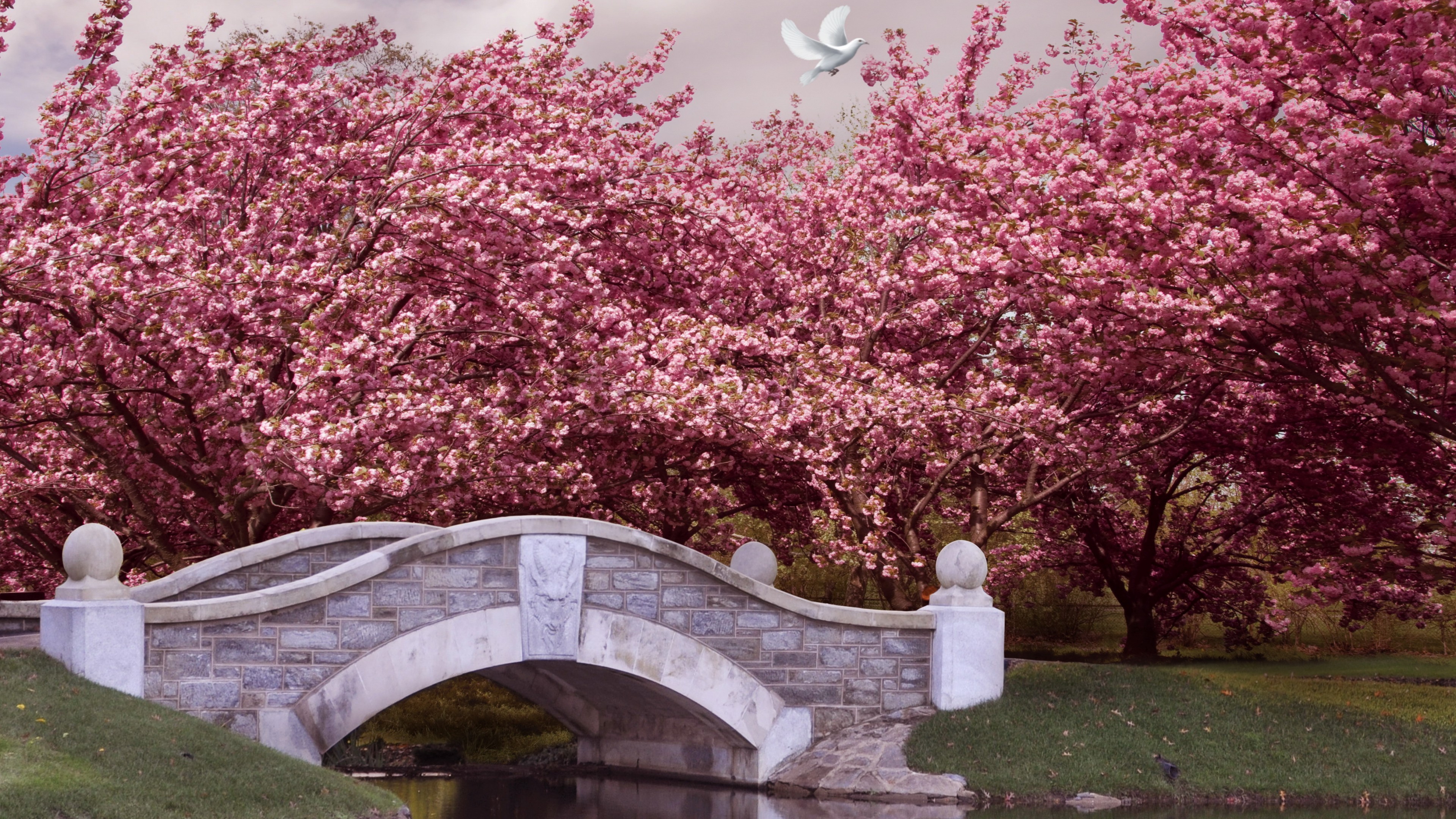 Stromy Kvetoucí Na Jaře - HD Wallpaper 