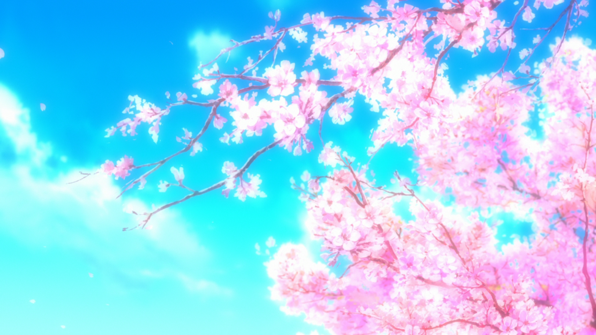 Anime Cherry Blossom Background - HD Wallpaper 