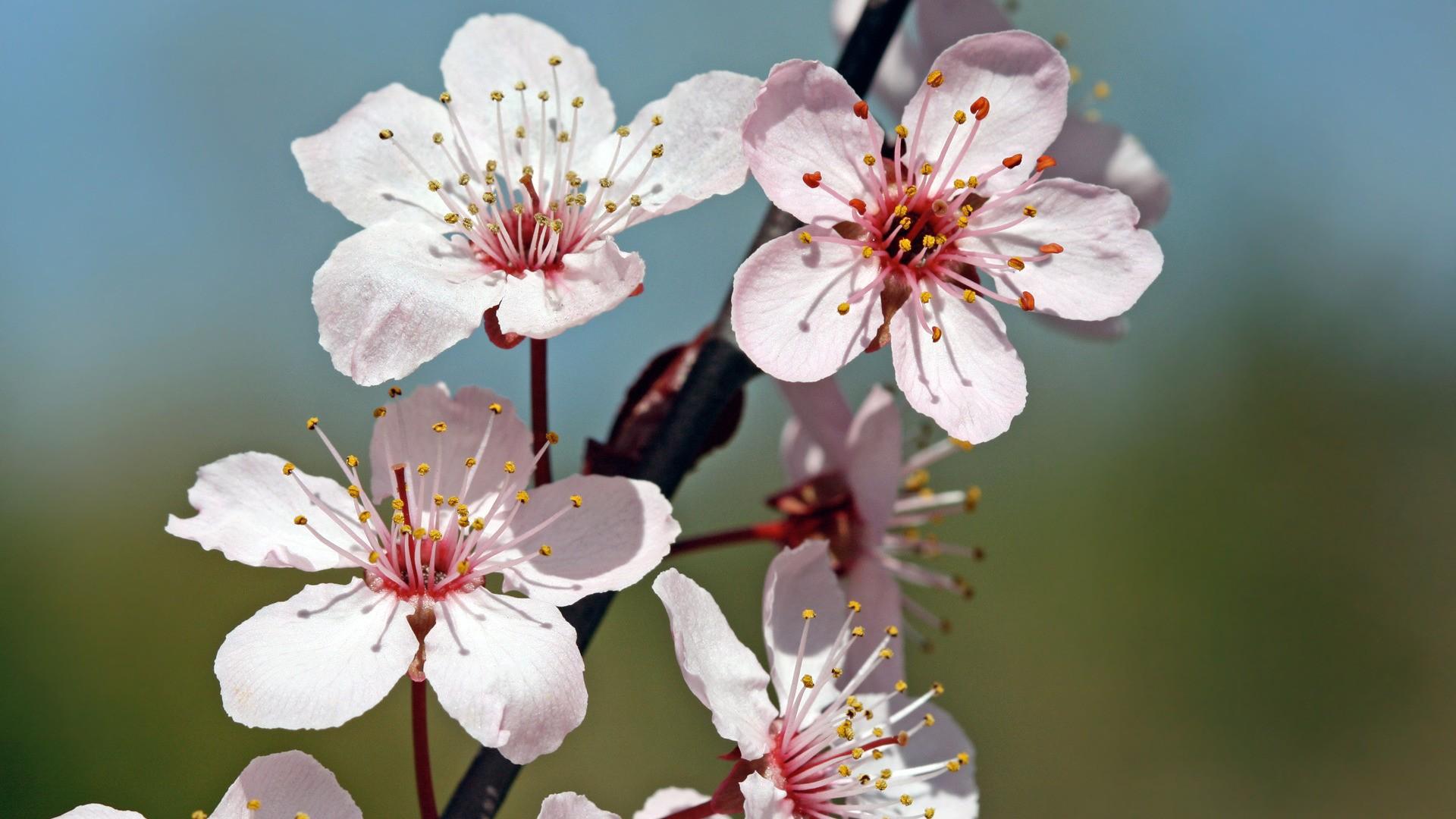Desktop Cherry Blossom Wallpaper Home Download - Cherry Blossom Individual Flowers - HD Wallpaper 