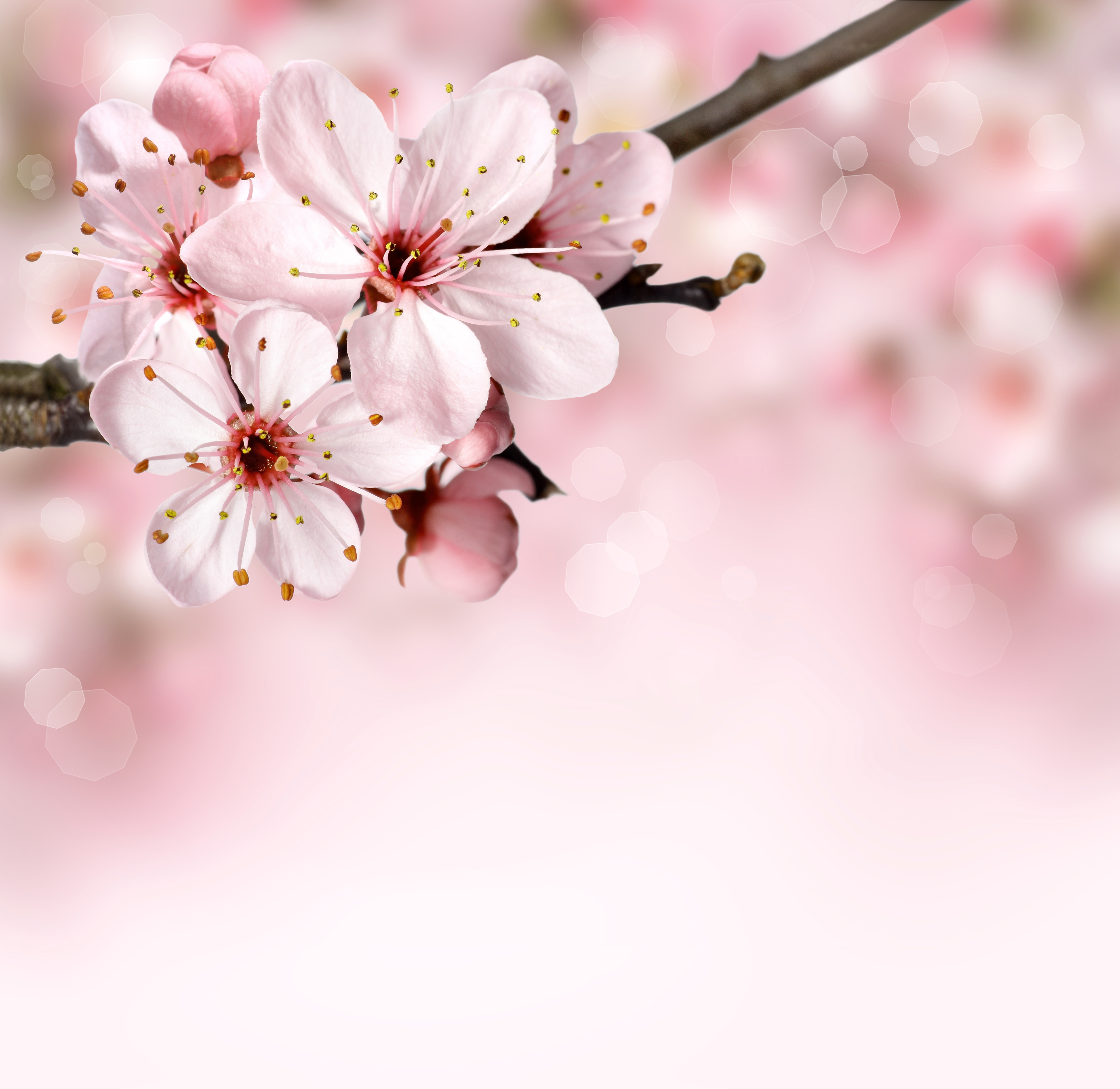 Natural Cherry Blossom - Flower Background Border Pink - HD Wallpaper 