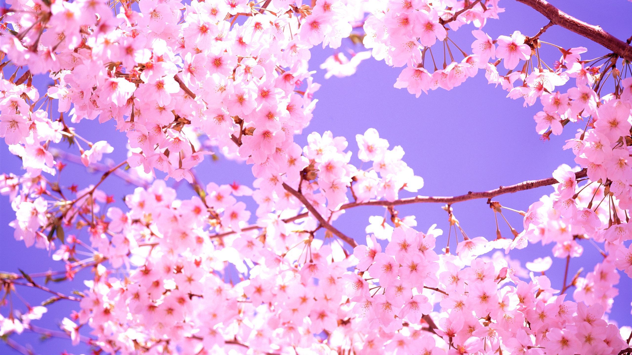 Cherry Blossoms - HD Wallpaper 
