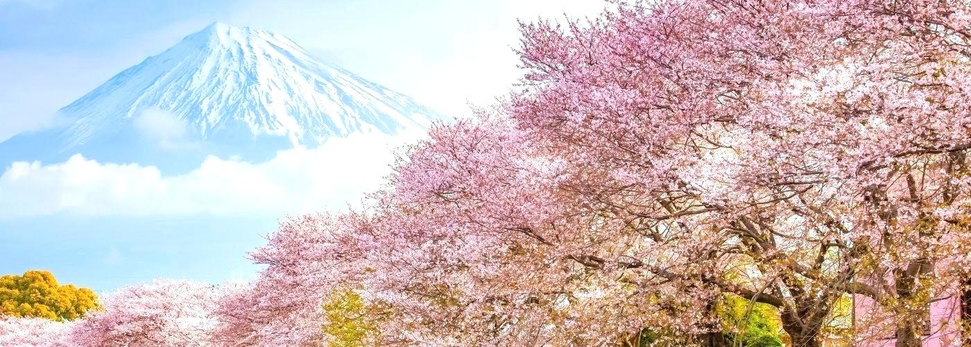 Japanese Cherry Blossom Wallpaper Images Landscape - Cherry Blossom Japan Tourism - HD Wallpaper 