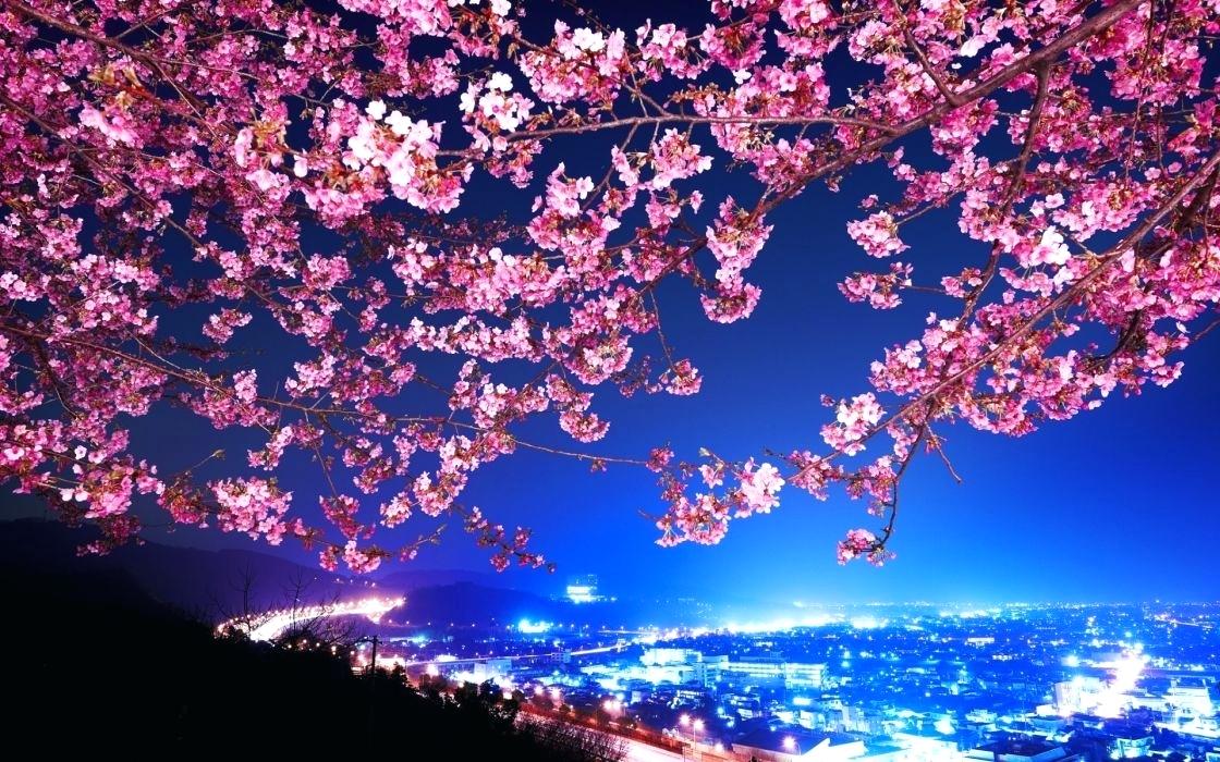 Cherry Blossom Wallpaper Japan Cherry Blossom Highway - Cherry Blossom Tree Night - HD Wallpaper 