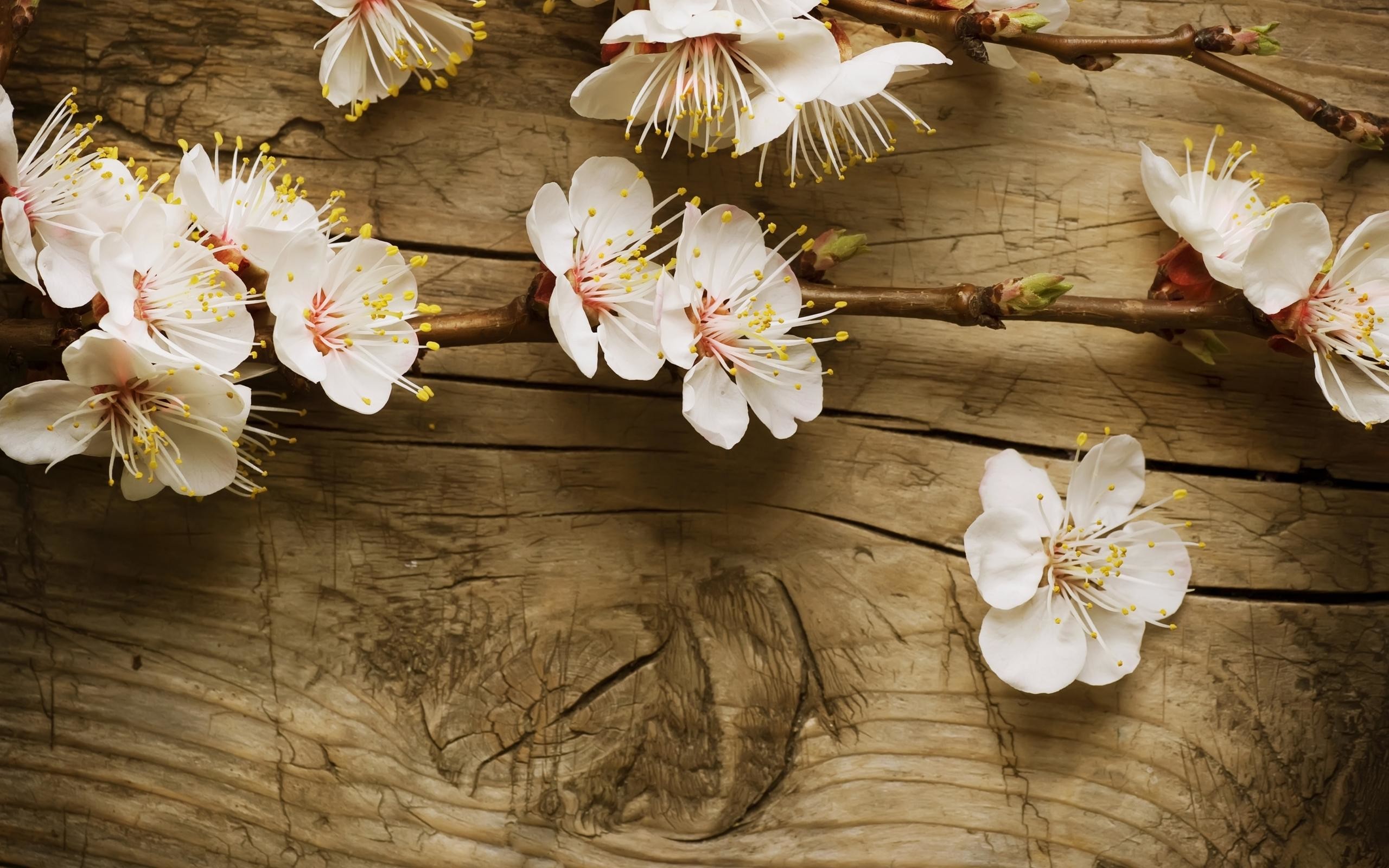 Wallpapers For > Cherry Blossom Wallpaper Desktop 
 - Desktop Backgrounds Spring - HD Wallpaper 