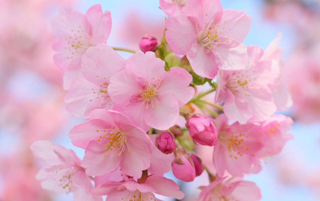 Pink Cherry Blossom Wallpapers - Windows 8 Spring - HD Wallpaper 