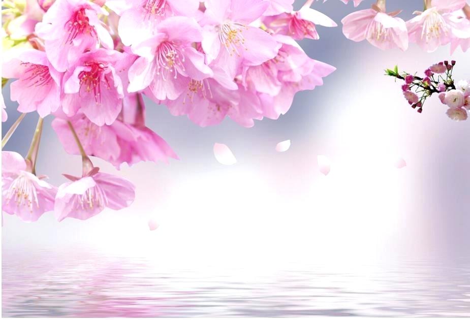 Cherry Blossom Wallpaper Hd Free - HD Wallpaper 