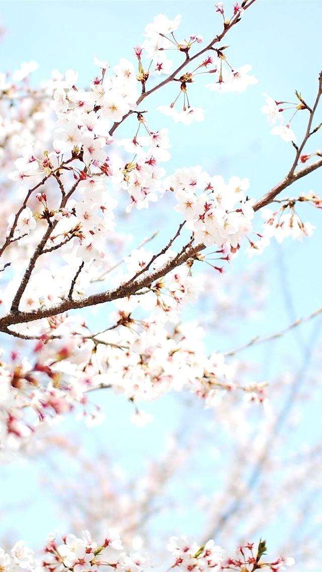 Cherry Blossom Wallpaper The Cherry Blossoms In Spring - Cherry Blossom Phone Wallpaper Hd - HD Wallpaper 