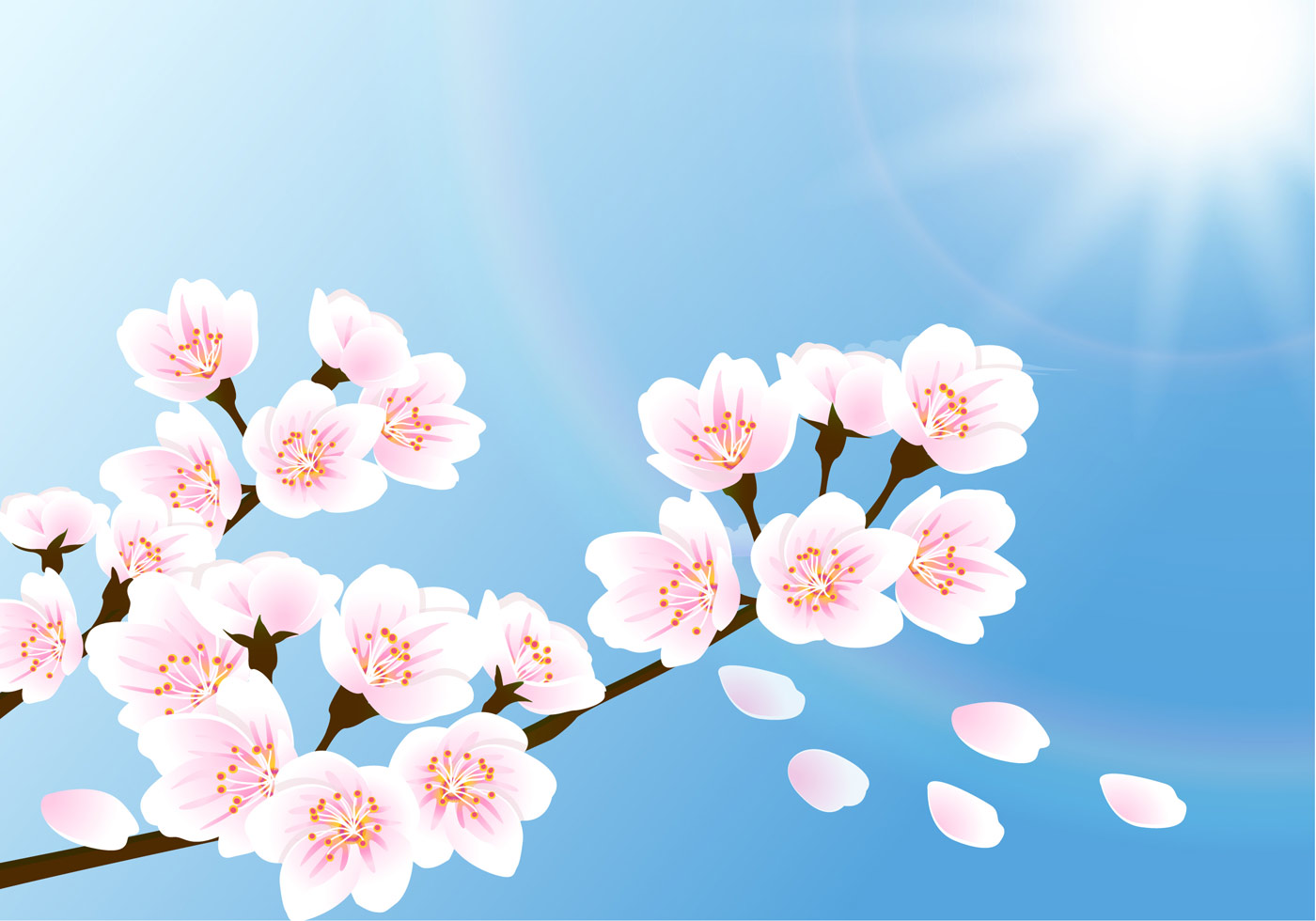Cherry Blossom Wallpaper Vector - Cherry Blossoms - HD Wallpaper 