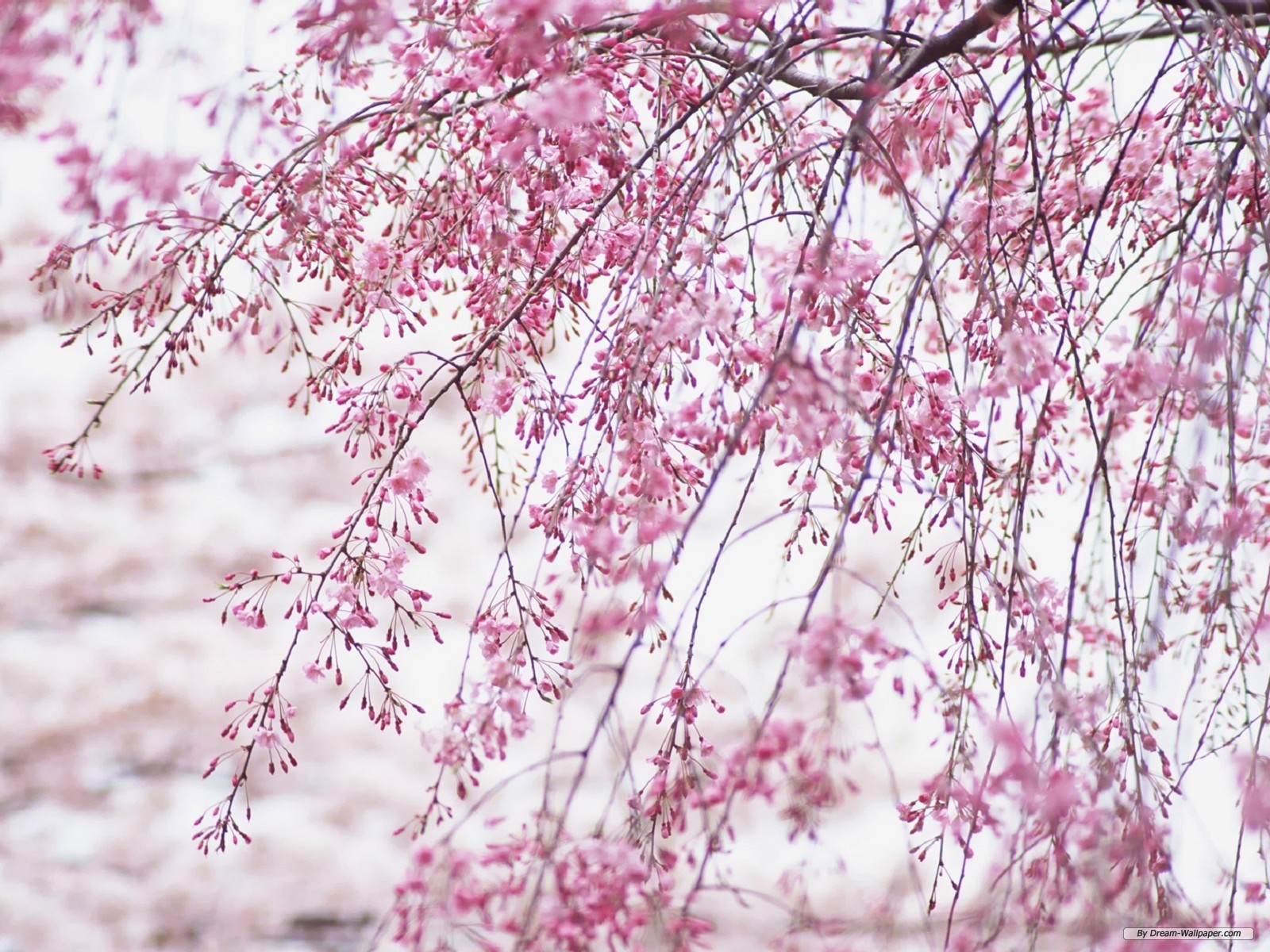 Free Flower Wallpaper - Spring Cherry Blossom Wallpaper Full Screen Hd - HD Wallpaper 