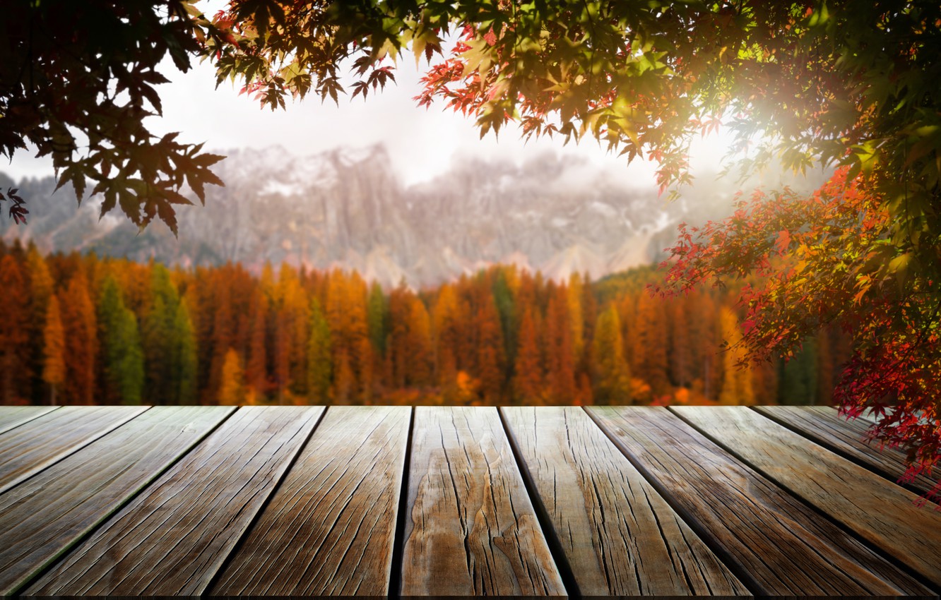 Photo Wallpaper Autumn, Leaves, Trees, Park, Forest, - Sunlight - HD Wallpaper 