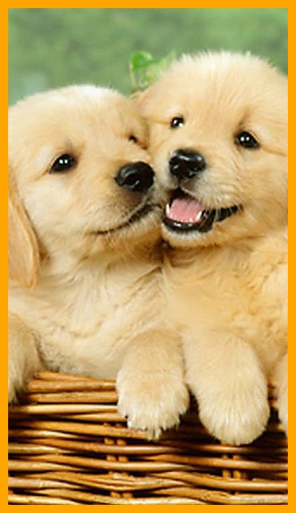 1144x1984, Dog Wallpaper Iphone, Best Iphone Wallpapers, - Golden Retriever Cute Puppies - HD Wallpaper 