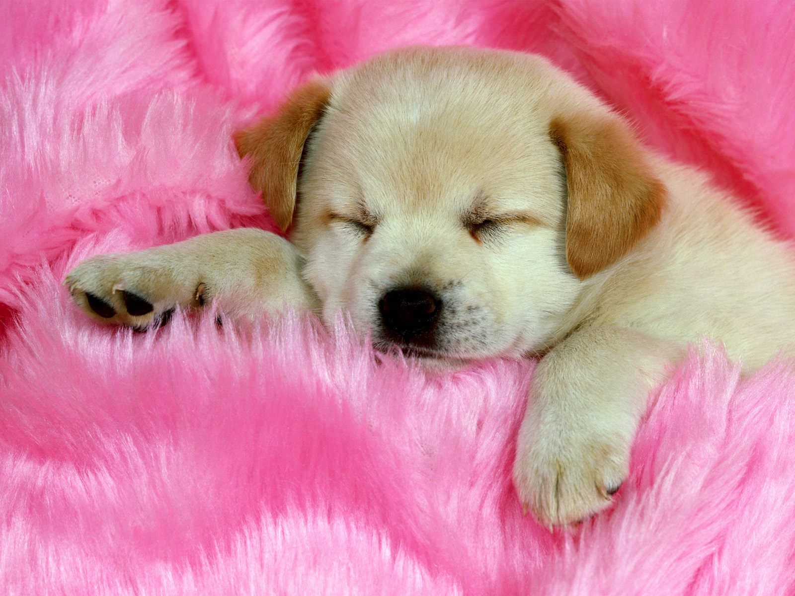 Puppy Cute Dog - HD Wallpaper 