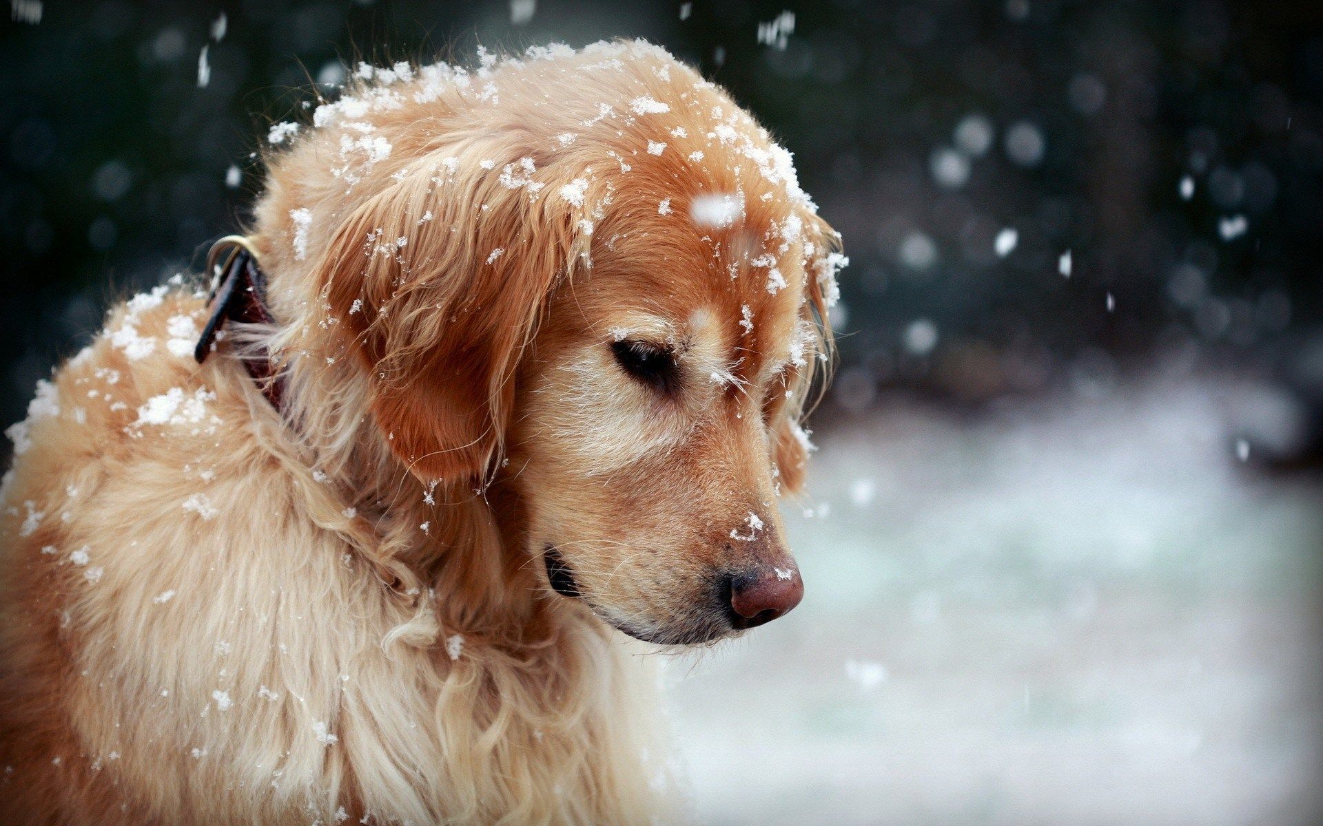 Winter Dog Snowflakes Hd Wallpaper Dog Wallpaper Hd - High Resolution Images Animals - HD Wallpaper 