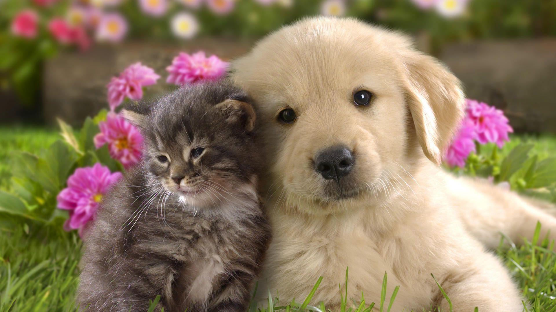 Cute Cat And Dog Wallpapers - Puppy Background - 1920x1080 Wallpaper - Cute Cat And Dog Wallpapers - Puppy Background - 1920x1080 Wallpaper -