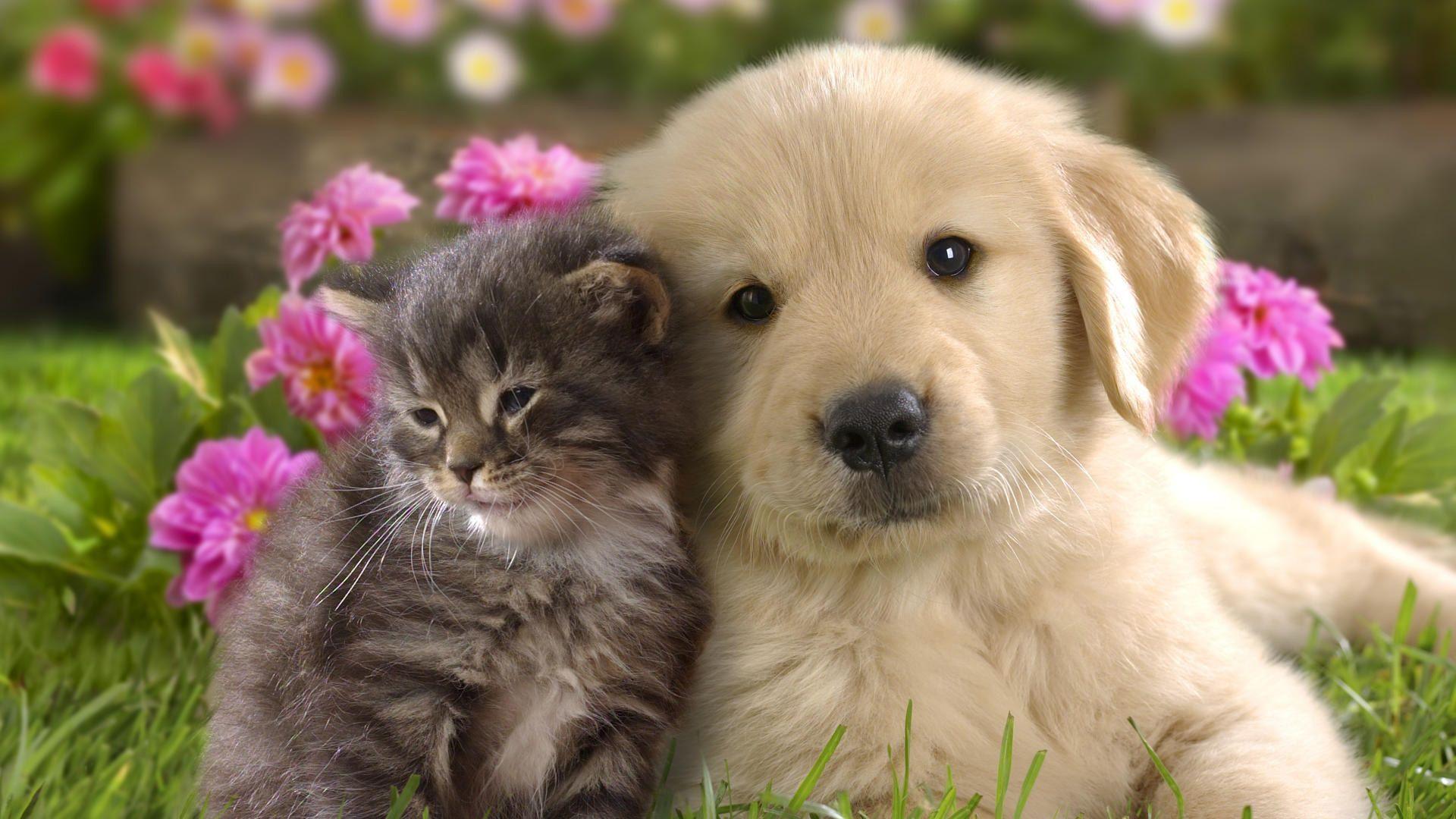 Cute Cat And Dog Wallpapers - Puppy Background - HD Wallpaper 