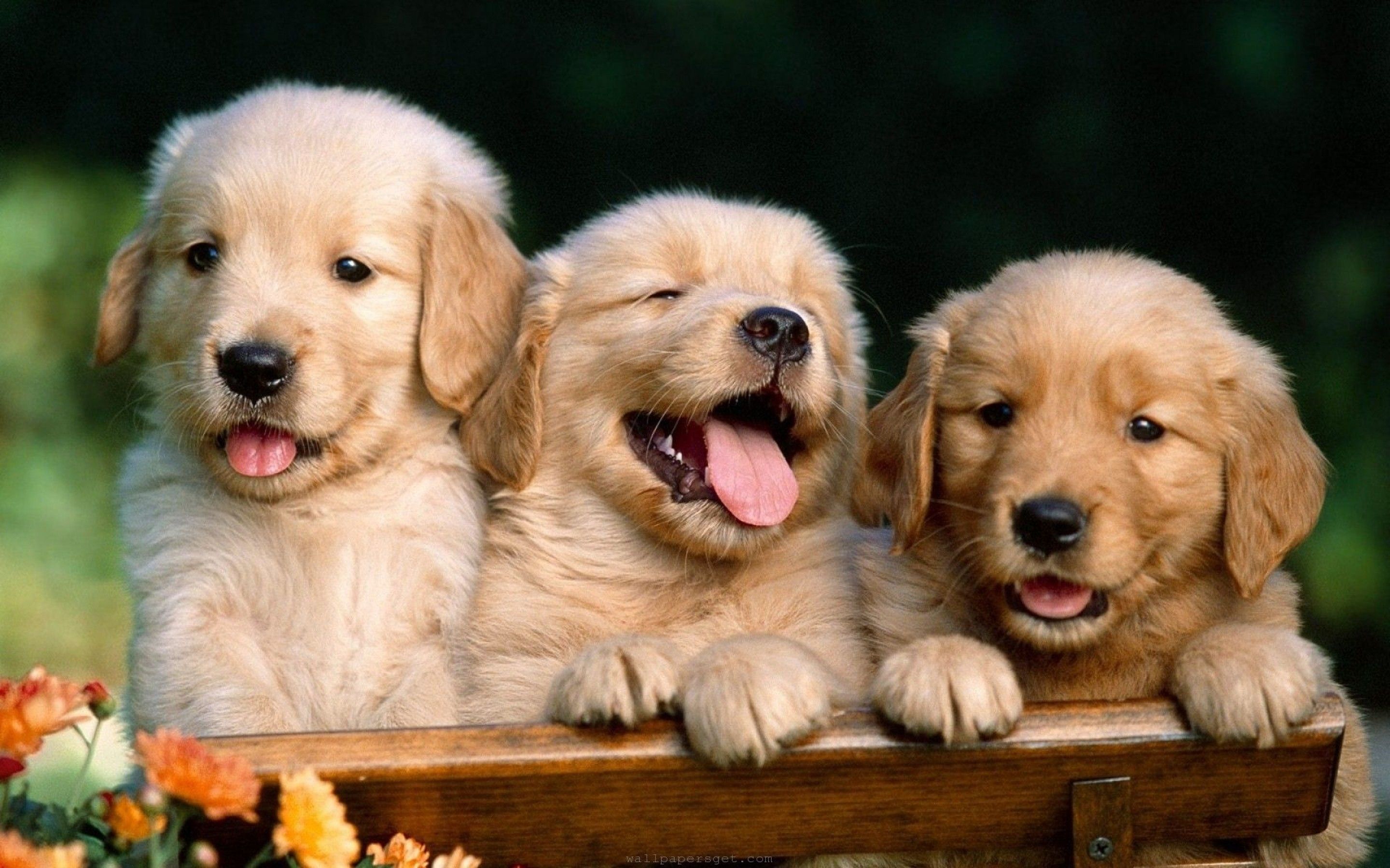 Cute Dogs Wallpapers Hd Group Data-src /full/327656 - Hd Dog Wallpapers For Desktop - 2880x1800 Wallpaper Cute Dogs Wallpapers Hd Group Data-src /full/327656 - Hd Dog Wallpapers For Desktop - 2880x1800 Wallpaper