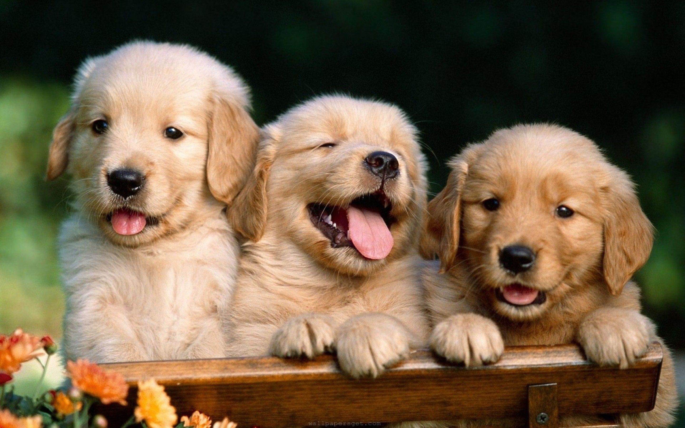 Cute Dogs Wallpapers Hd Group 
 Data-src /full/327656 - Hd Dog Wallpapers For Desktop - HD Wallpaper 