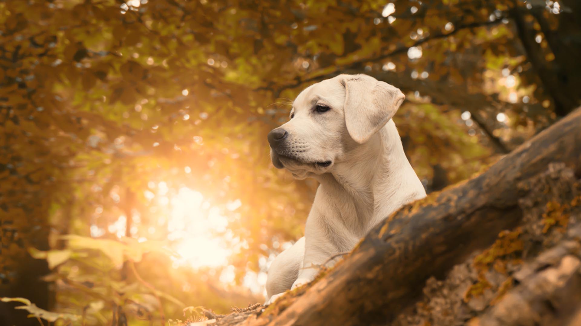 Hd Dog - HD Wallpaper 