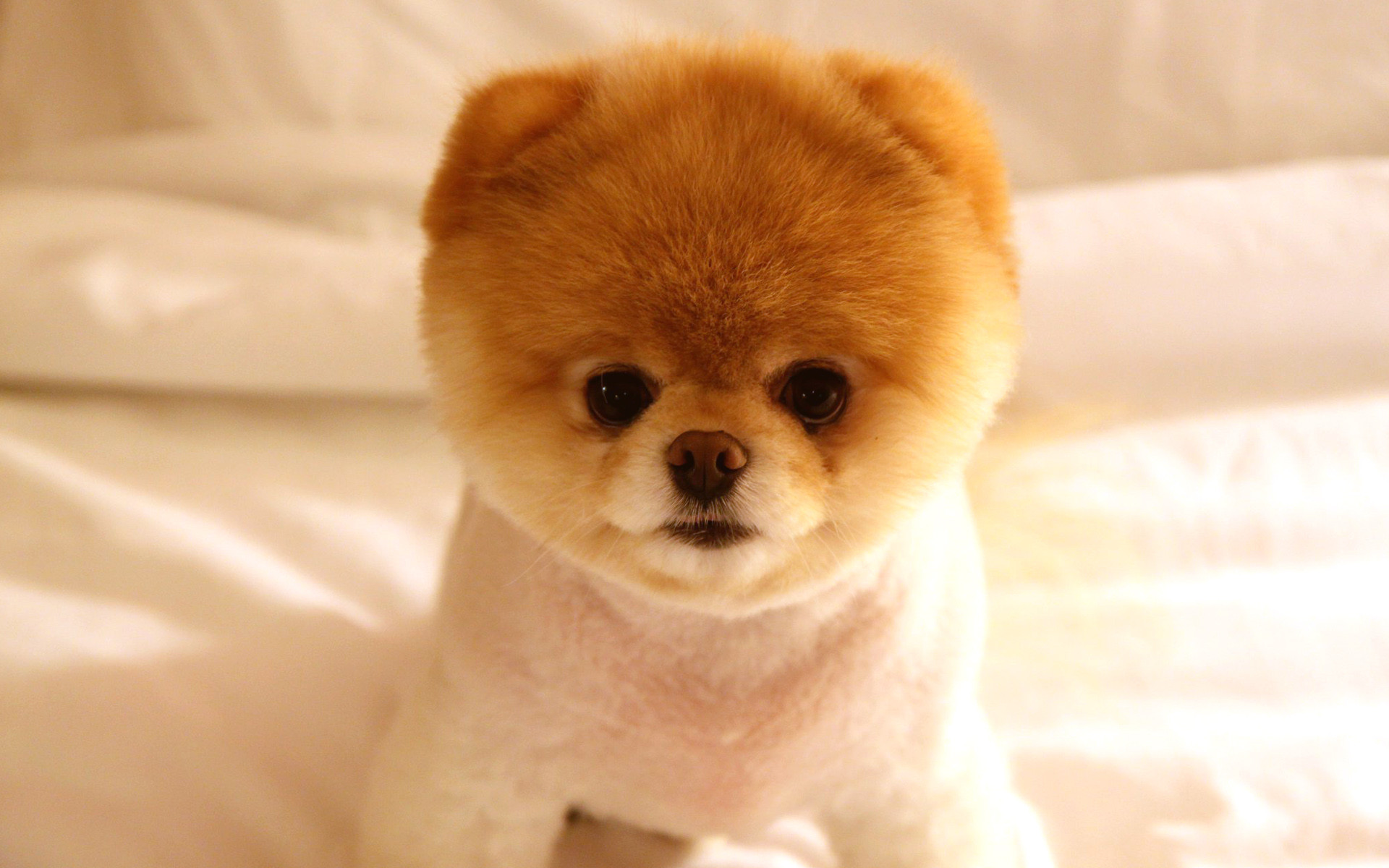 Dog Amazing Pics - Looks Like A Teddy Bear - HD Wallpaper 