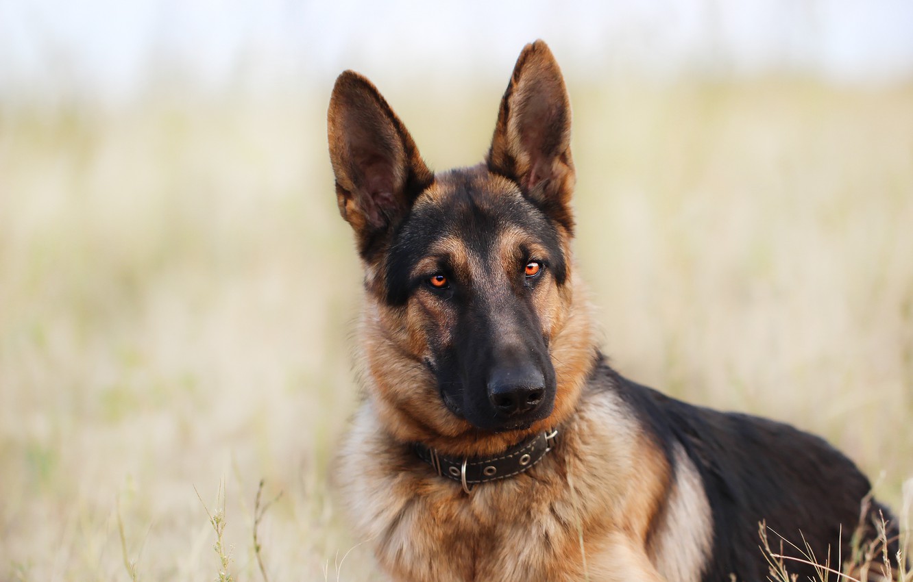 Photo Wallpaper Look, Background, Each, Dog - Old German Shepherd Dog - HD Wallpaper 