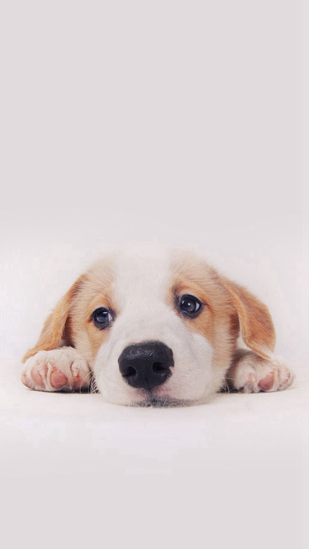 Cute Puppy Dog Pet - Cute Wallpaper For Iphone 6s Hd - HD Wallpaper 