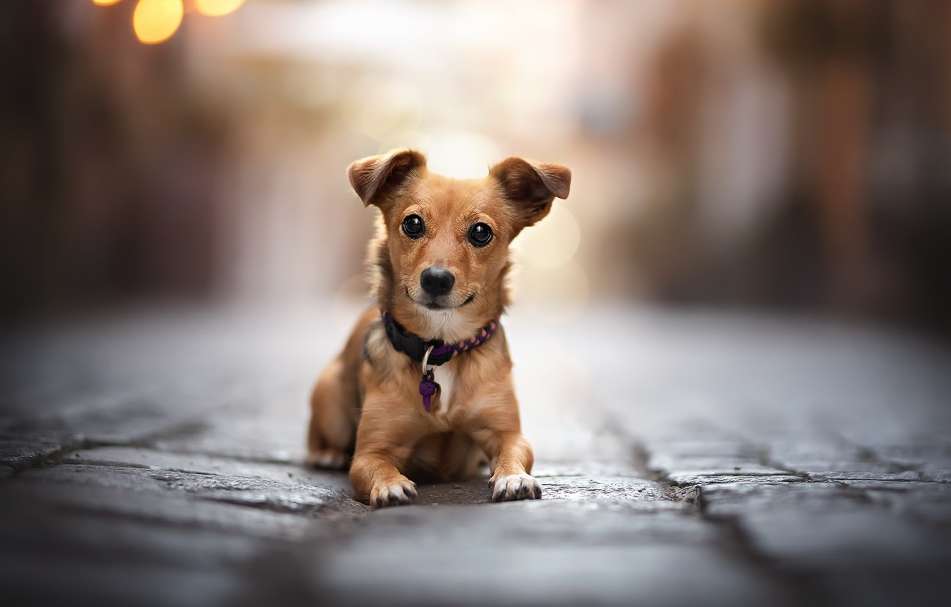 Photo Wallpaper Each, Street, Dog - Companion Dog - HD Wallpaper 
