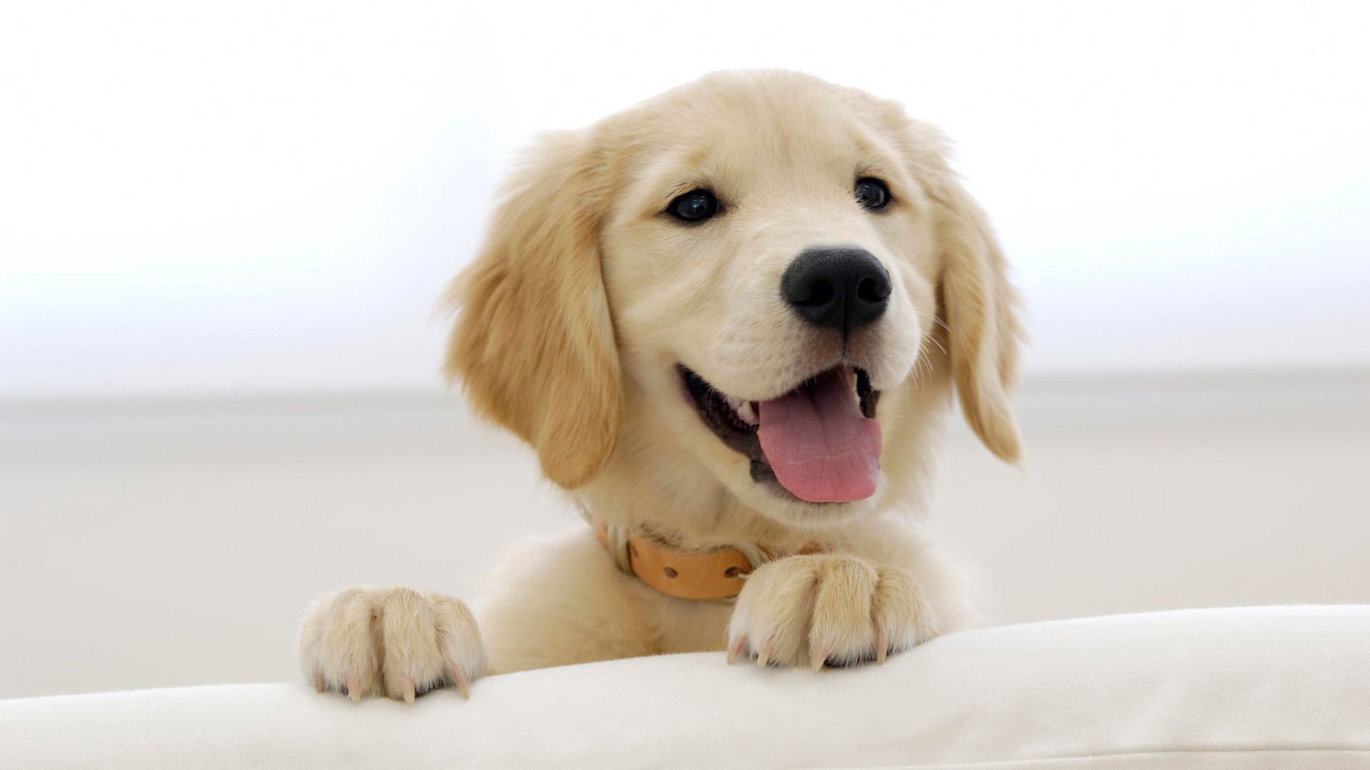 Labrador Dog Wallpaper - Chiens Fond D Écran - 1920x1080 Wallpaper - Labrador Dog Wallpaper - Chiens Fond D Écran - 1920x1080 Wallpaper -