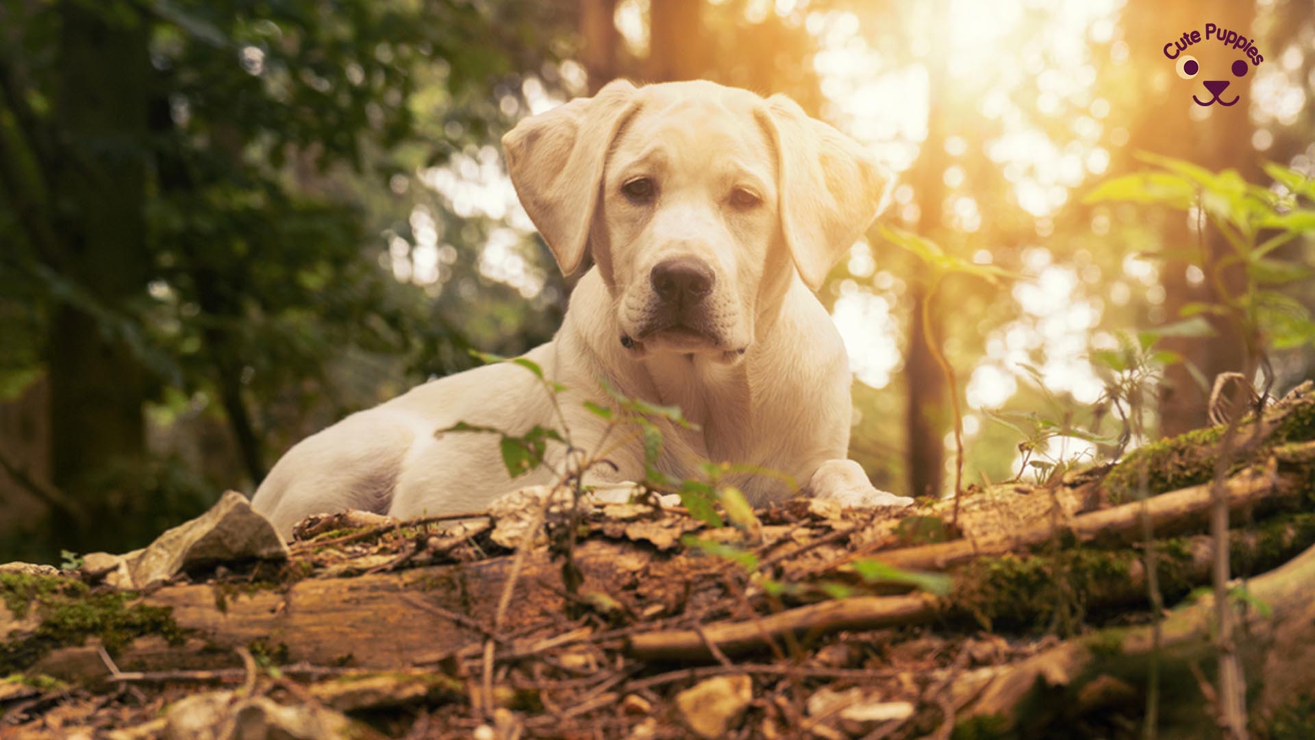 Hd Dog - HD Wallpaper 