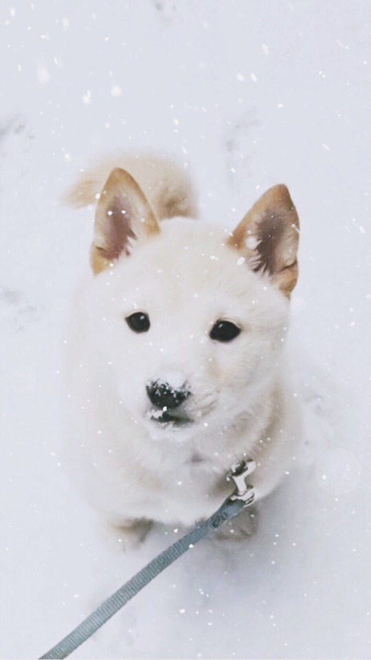 Shiba Inu White Puppy Gifs - HD Wallpaper 