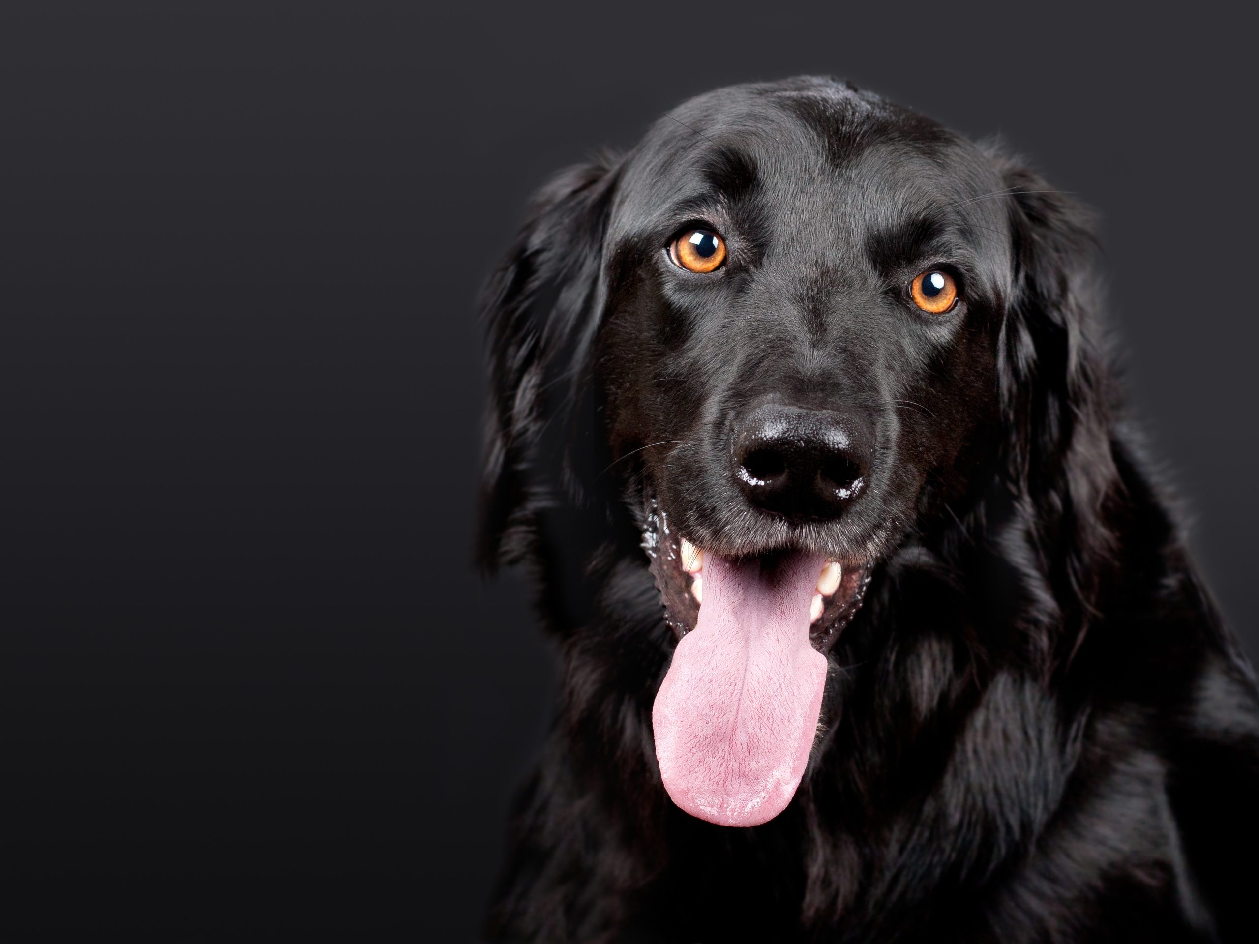 Beautiful Black Dog Wallpaper - Flat Coated Retriever Hd - HD Wallpaper 