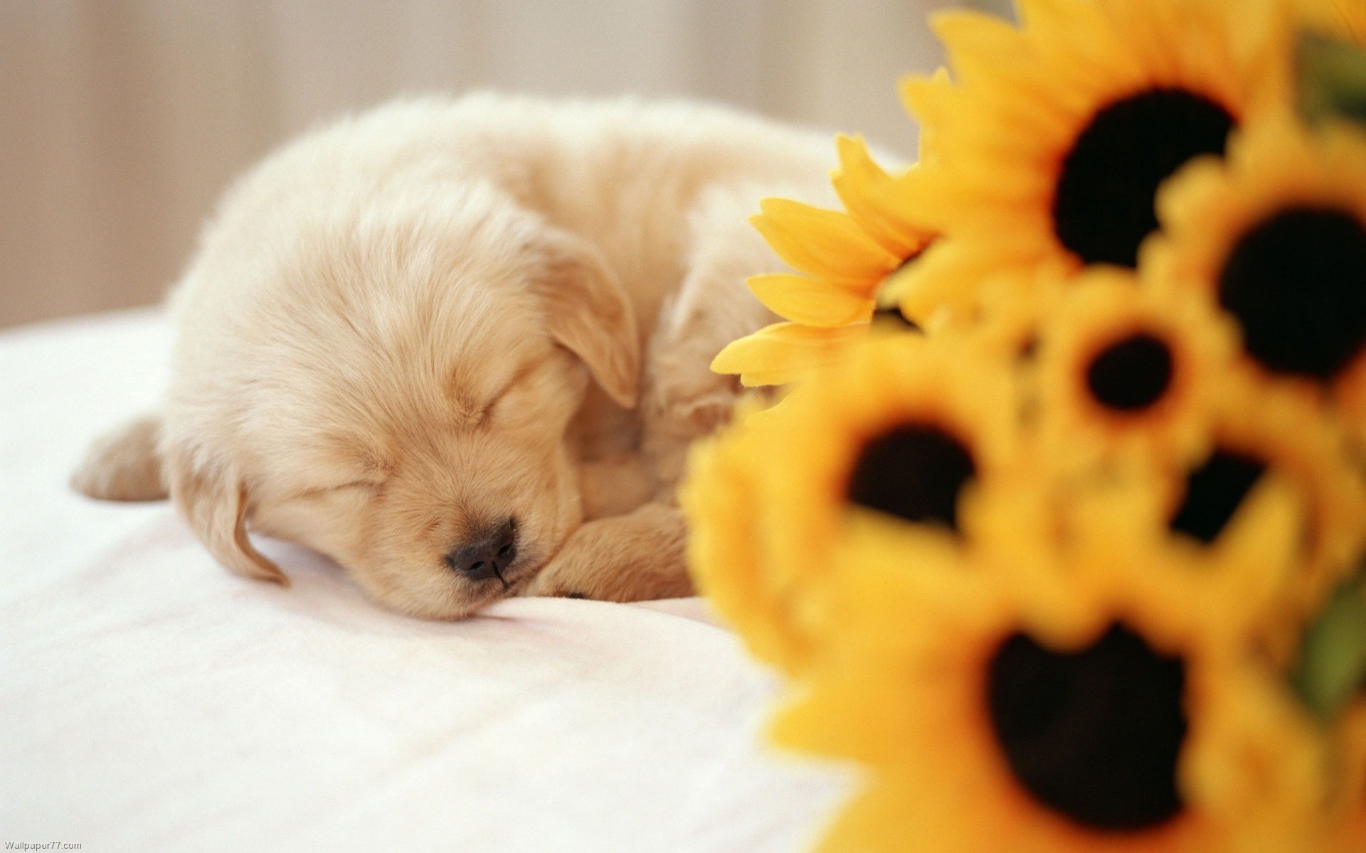Sunflower And Puppy Backgrounds - HD Wallpaper 