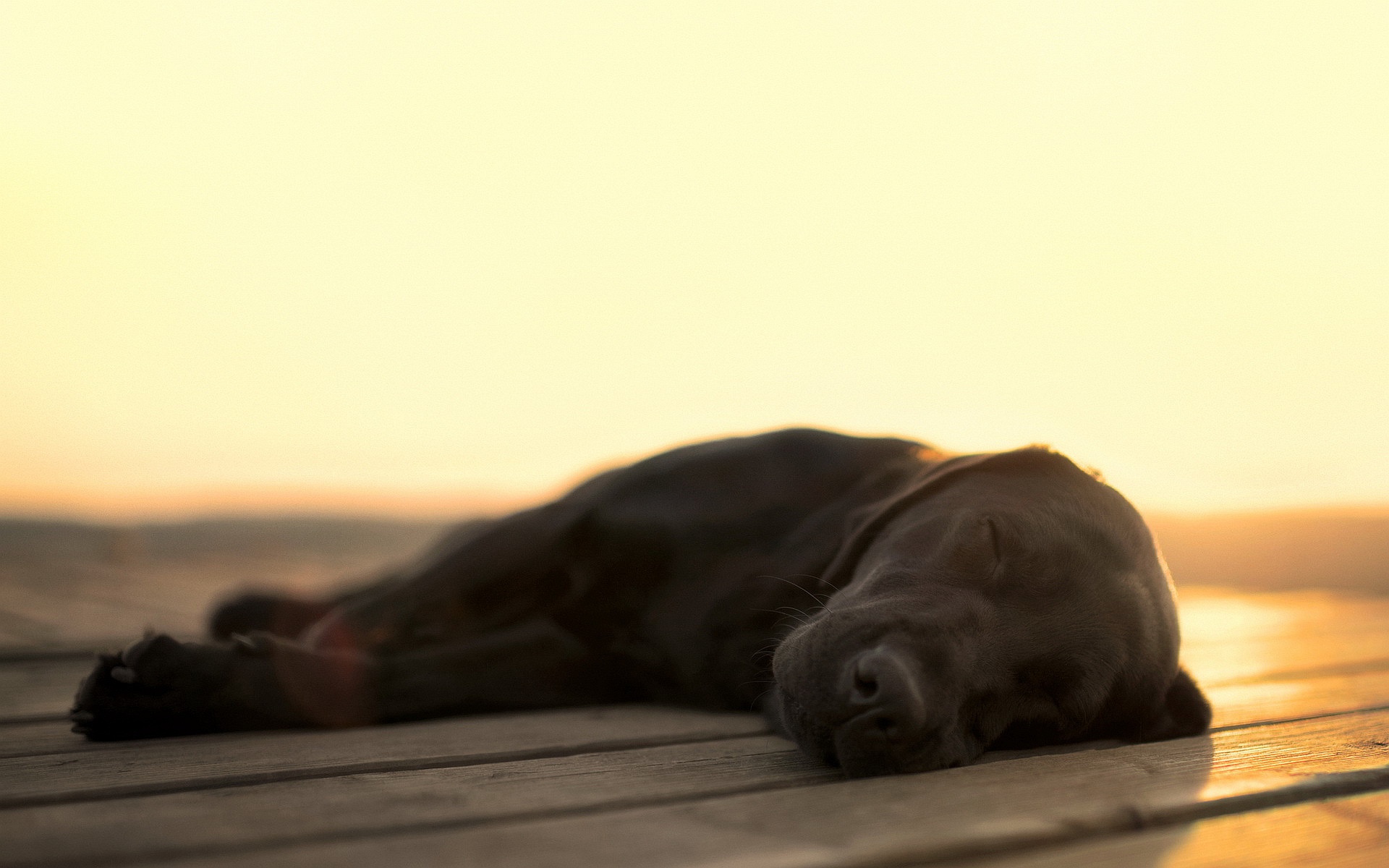 Amazing Sleeping Dog Wallpaper - HD Wallpaper 
