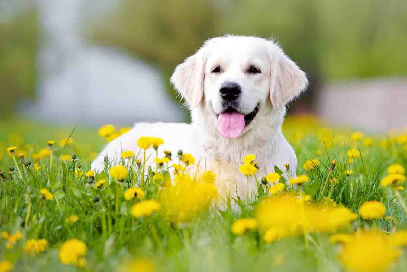 Dog Wallpaper - Golden Retriever With Flowers - HD Wallpaper 