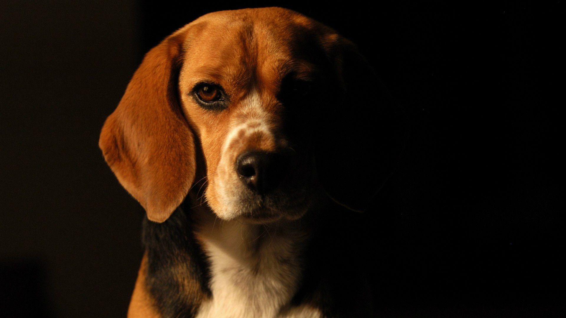 Black Background Dog Wallpaper - Beagle Wallpaper Hd - HD Wallpaper 