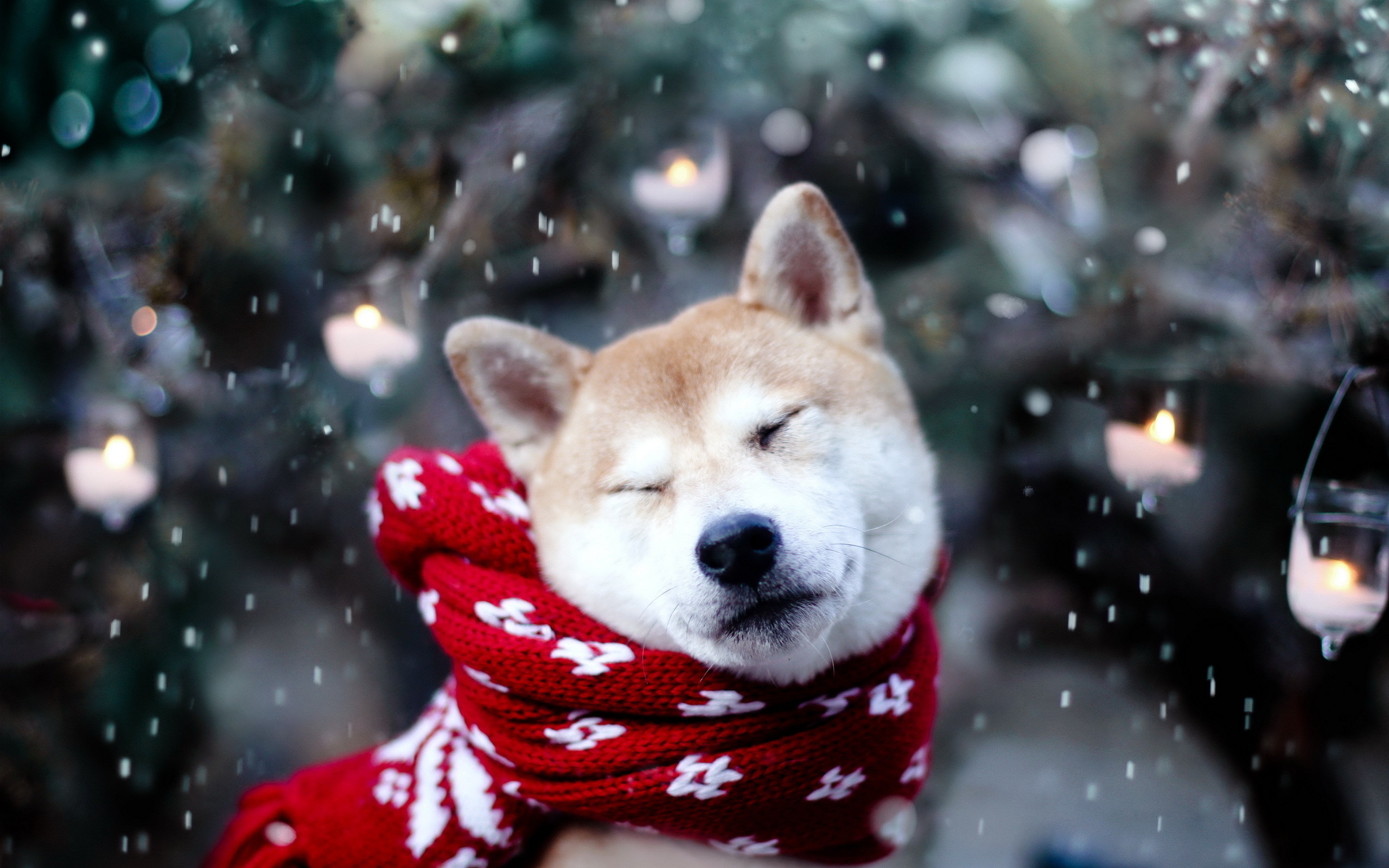 Dog Cute Snow Winter Wallpaper 
 Data-src - Cute Winter - HD Wallpaper 