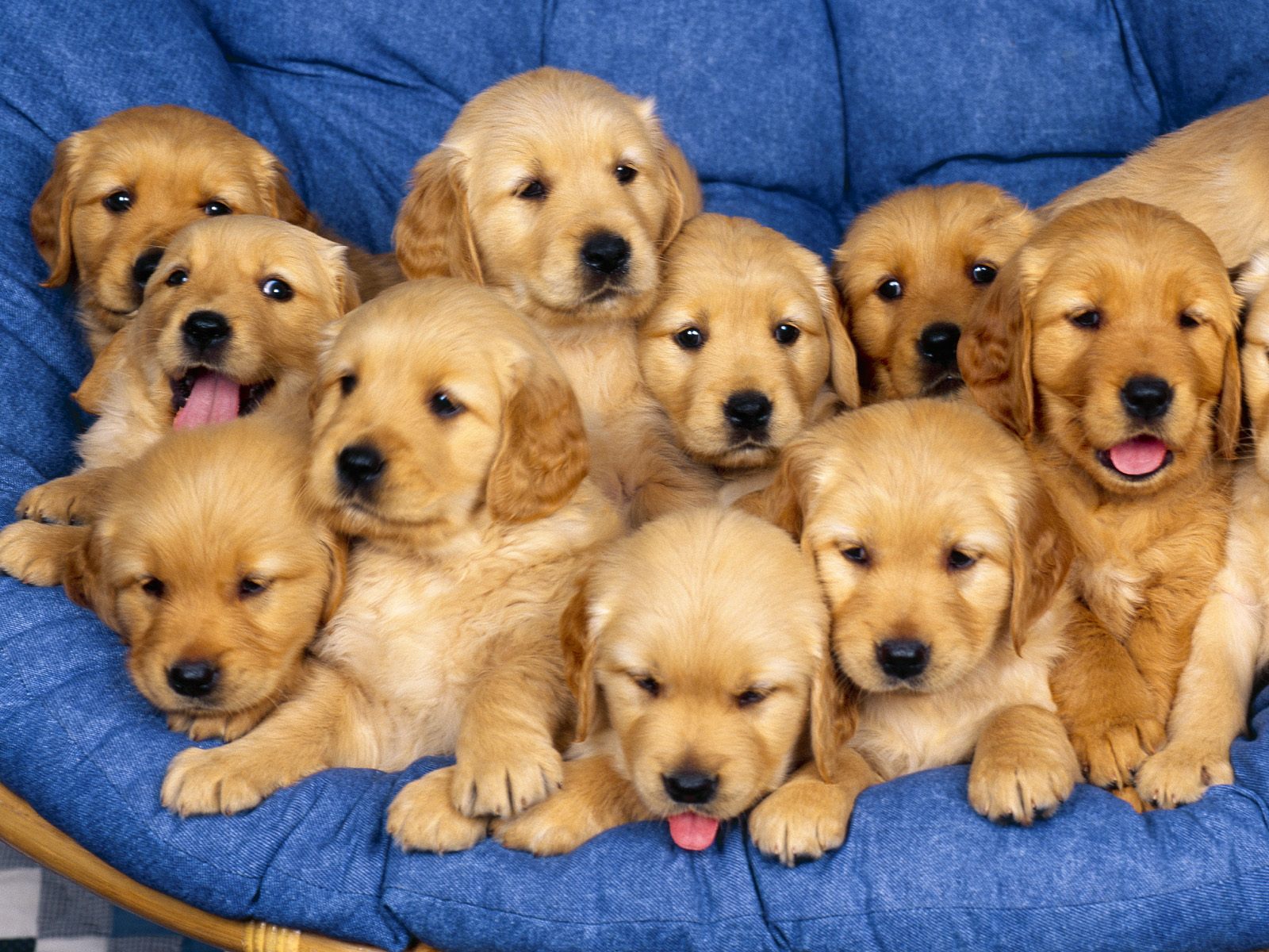 Beautiful Puppies - HD Wallpaper 