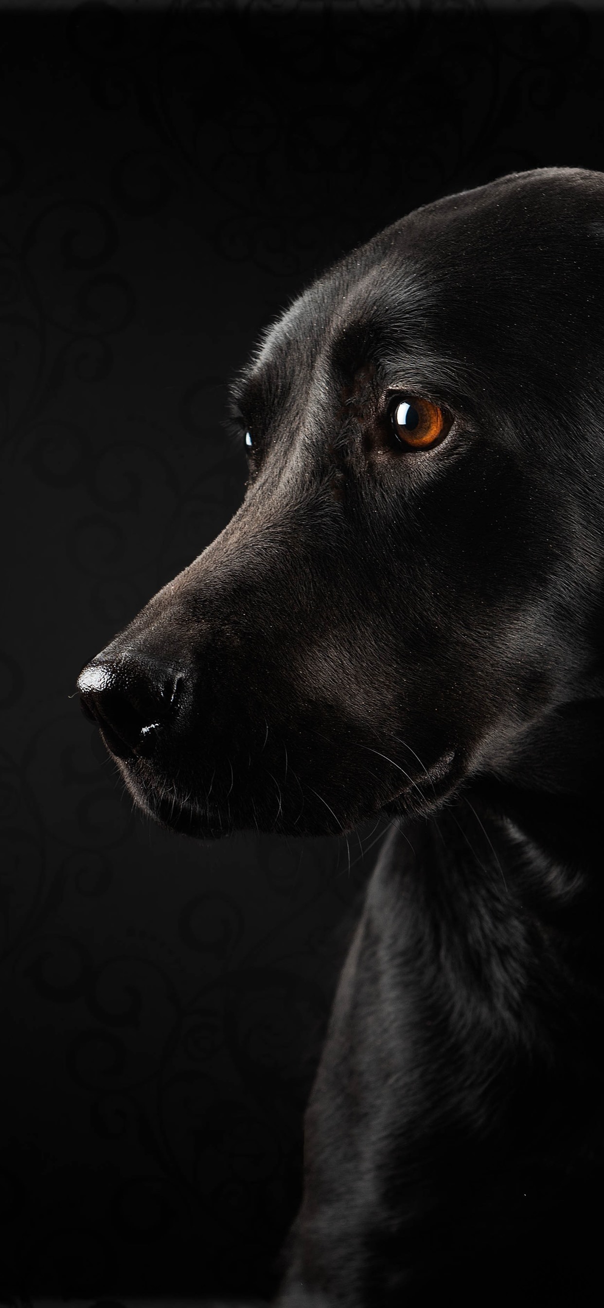 Black Dog Wallpaper Iphone - HD Wallpaper 