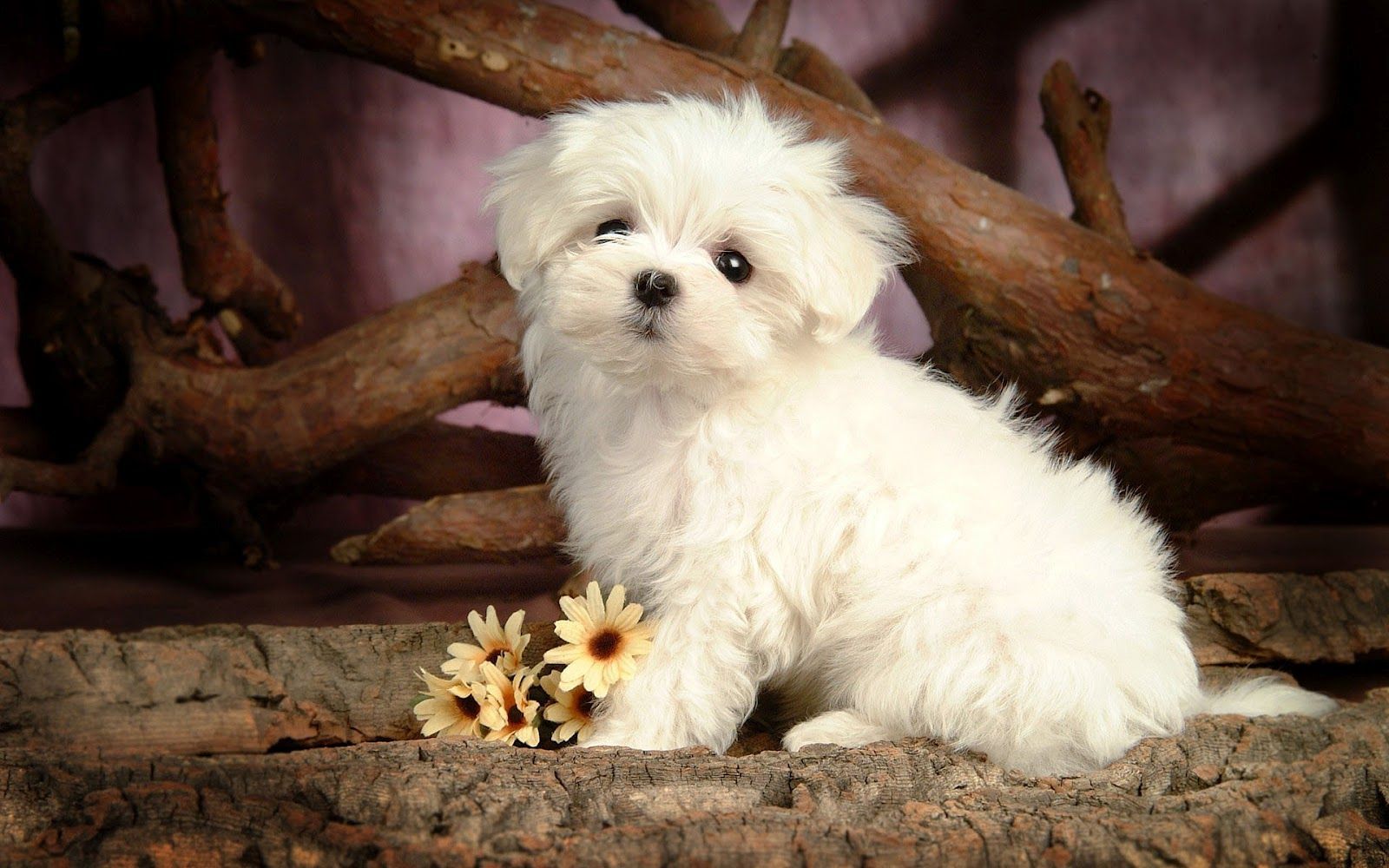Hd Dogs Wallpapers And Photos - Cute Puppy Dogs Wallpaper Hd - 1600x1000 Wallpaper Hd Dogs Wallpapers And Photos - Cute Puppy Dogs Wallpaper Hd - 1600x1000 Wallpaper