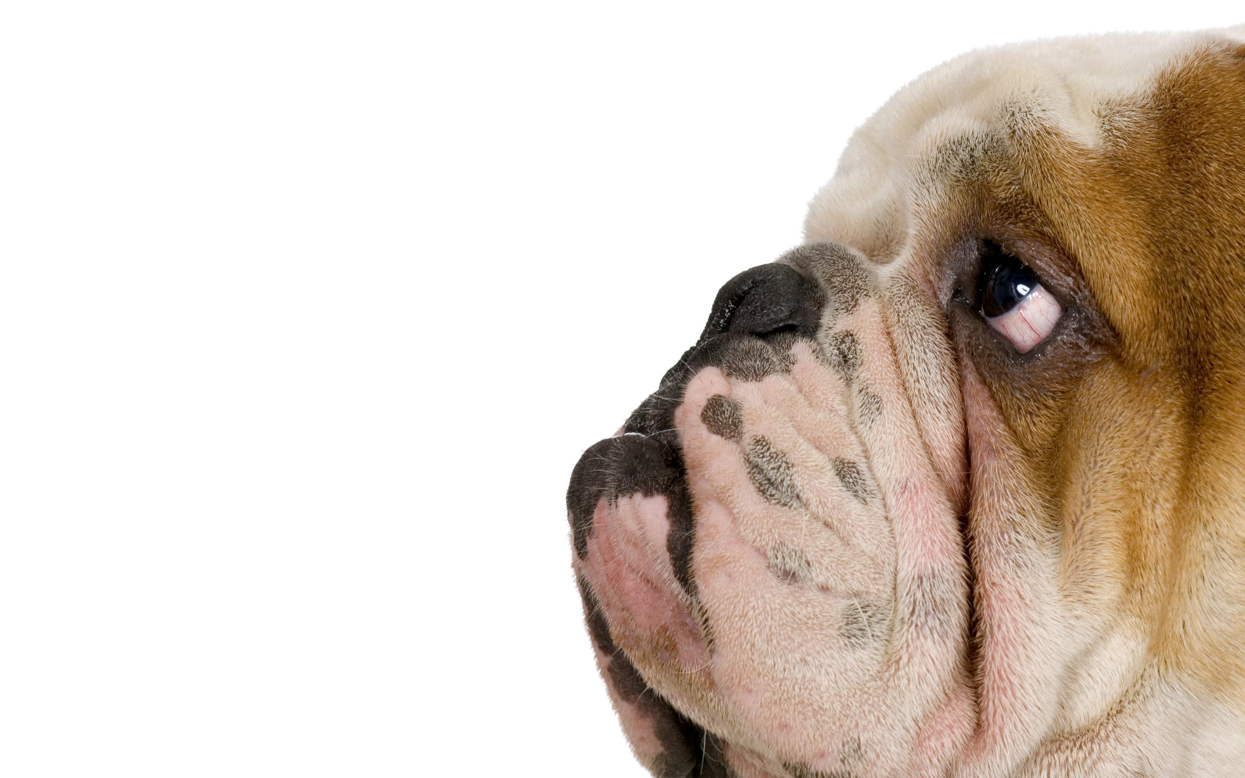 Dog Backgrounds For Pc - Bulldog Anglais Fond D Écran - HD Wallpaper 