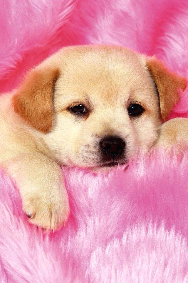 Dog Wallpapers Dog Wallpapers Puppy Wallpaper Free - Puppy Cute Too Cute Dog - HD Wallpaper 