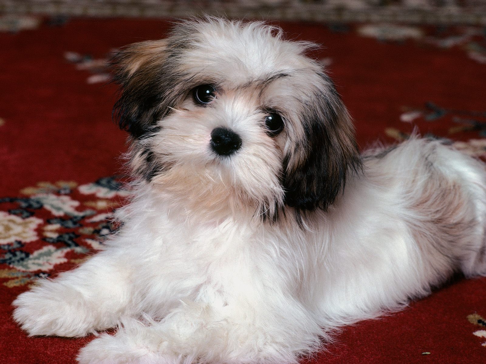 Small Dog Breeds List And Images Wallpaper - Lhasa Apso - HD Wallpaper 