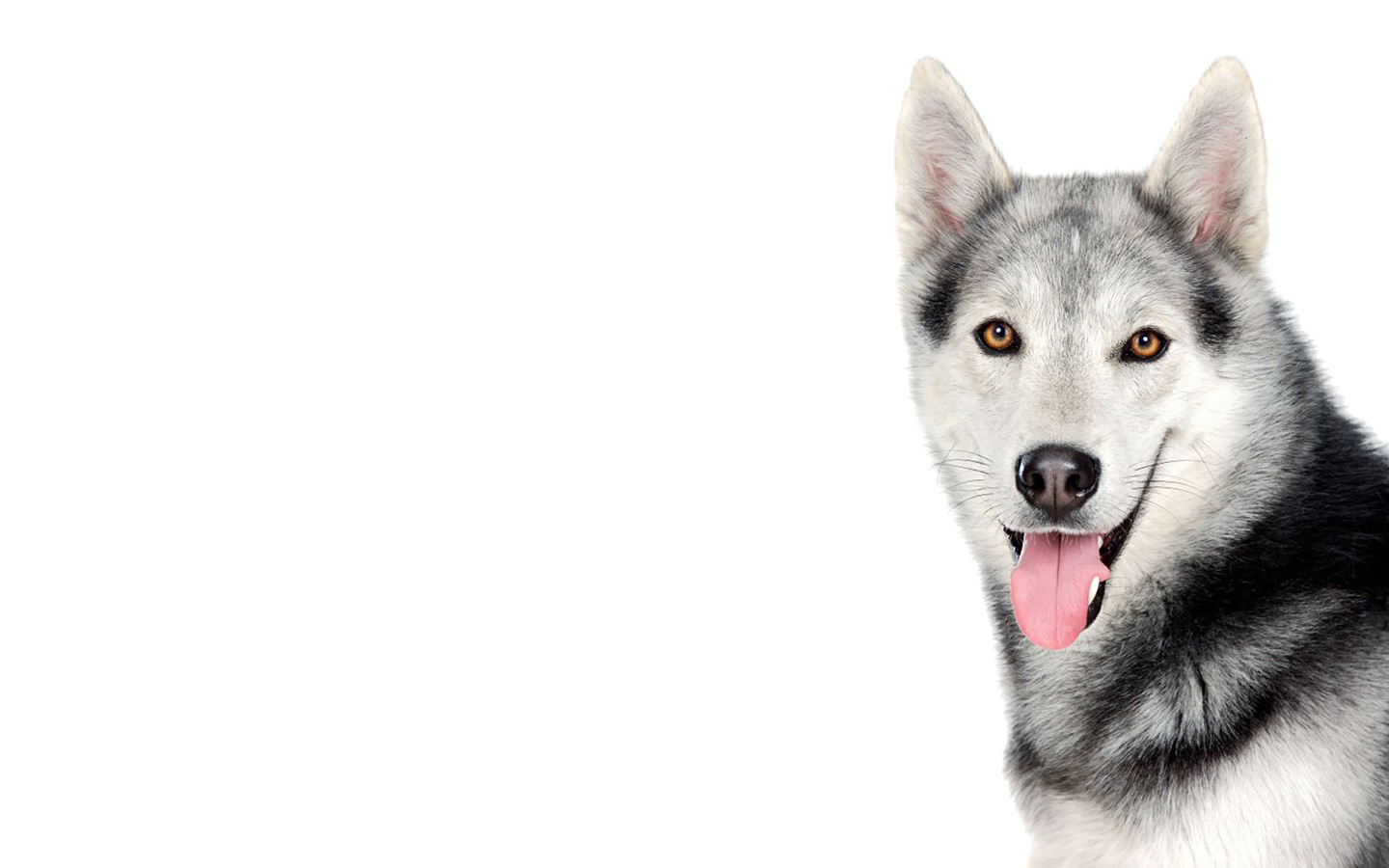 Dog Wallpaper - Siberian Husky - HD Wallpaper 