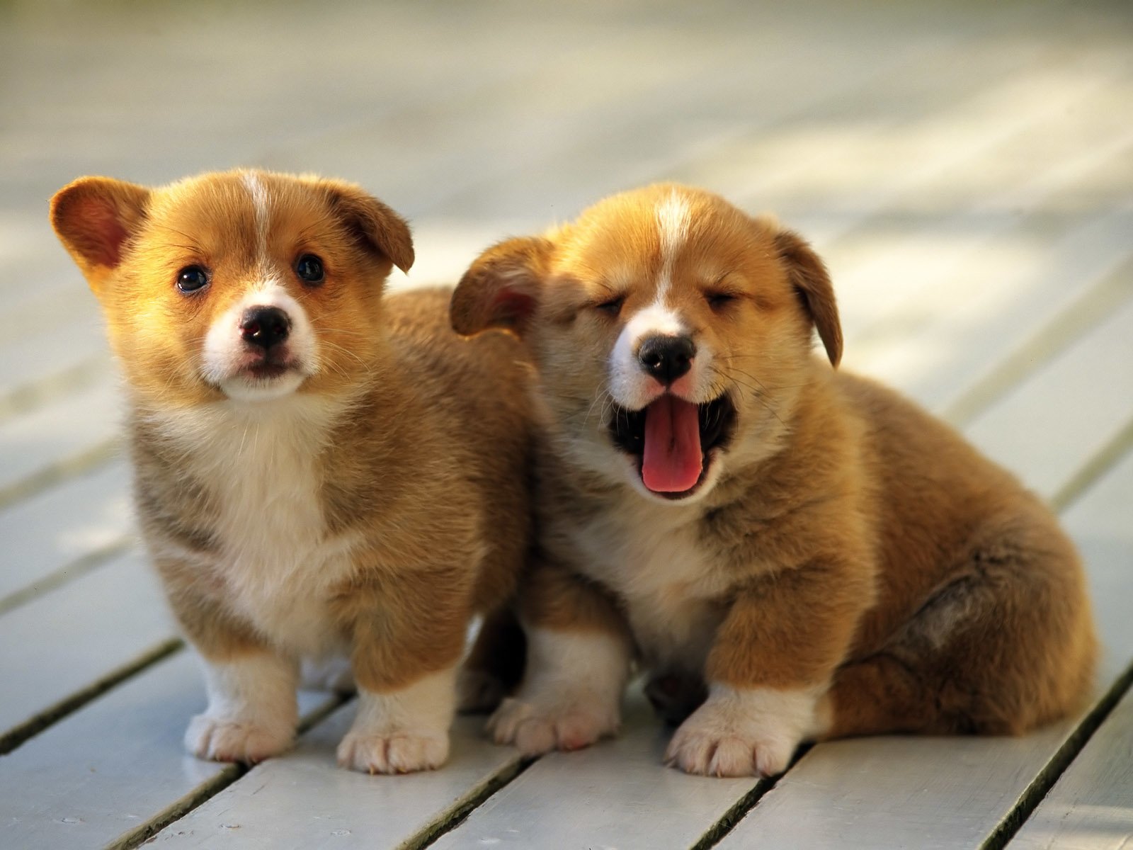 Nice Dog Wallpaper - Cute Dogs High Resolution - HD Wallpaper 