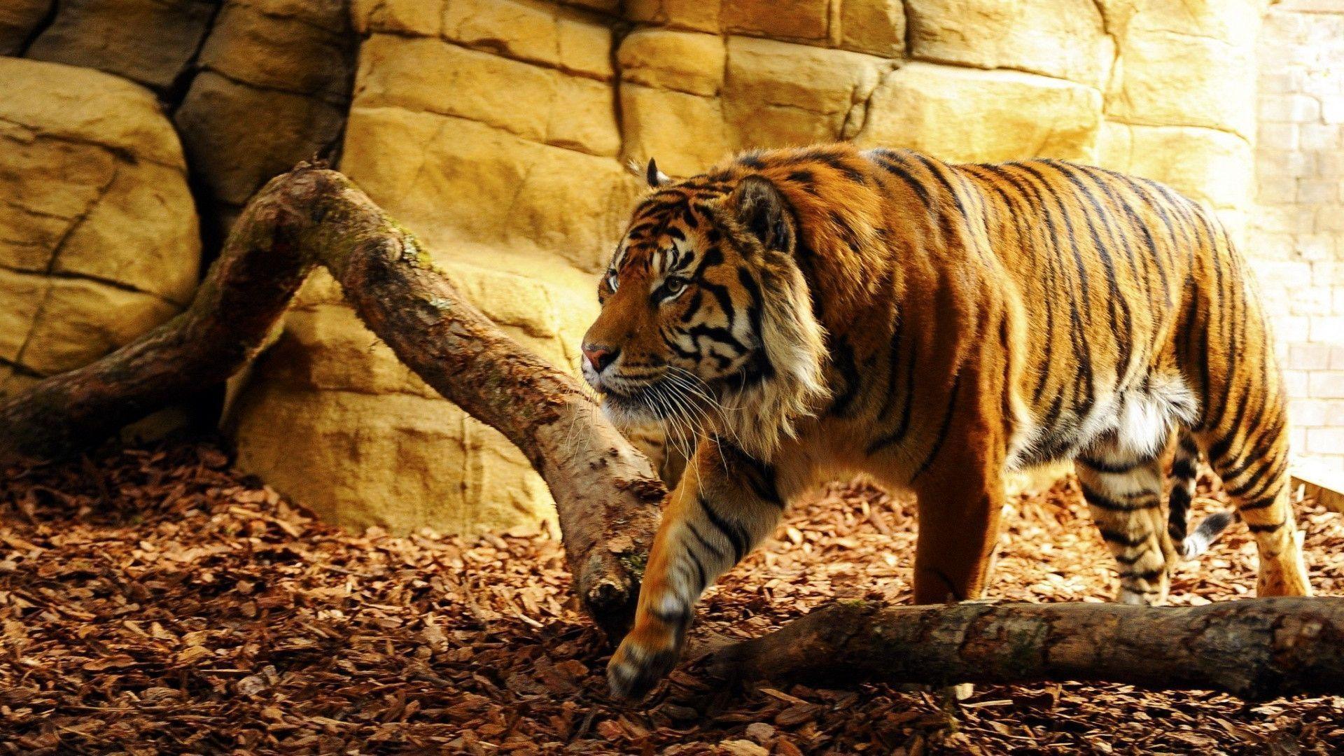 Tiger Wallpapers - Tiger Wallpaper Hd - HD Wallpaper 