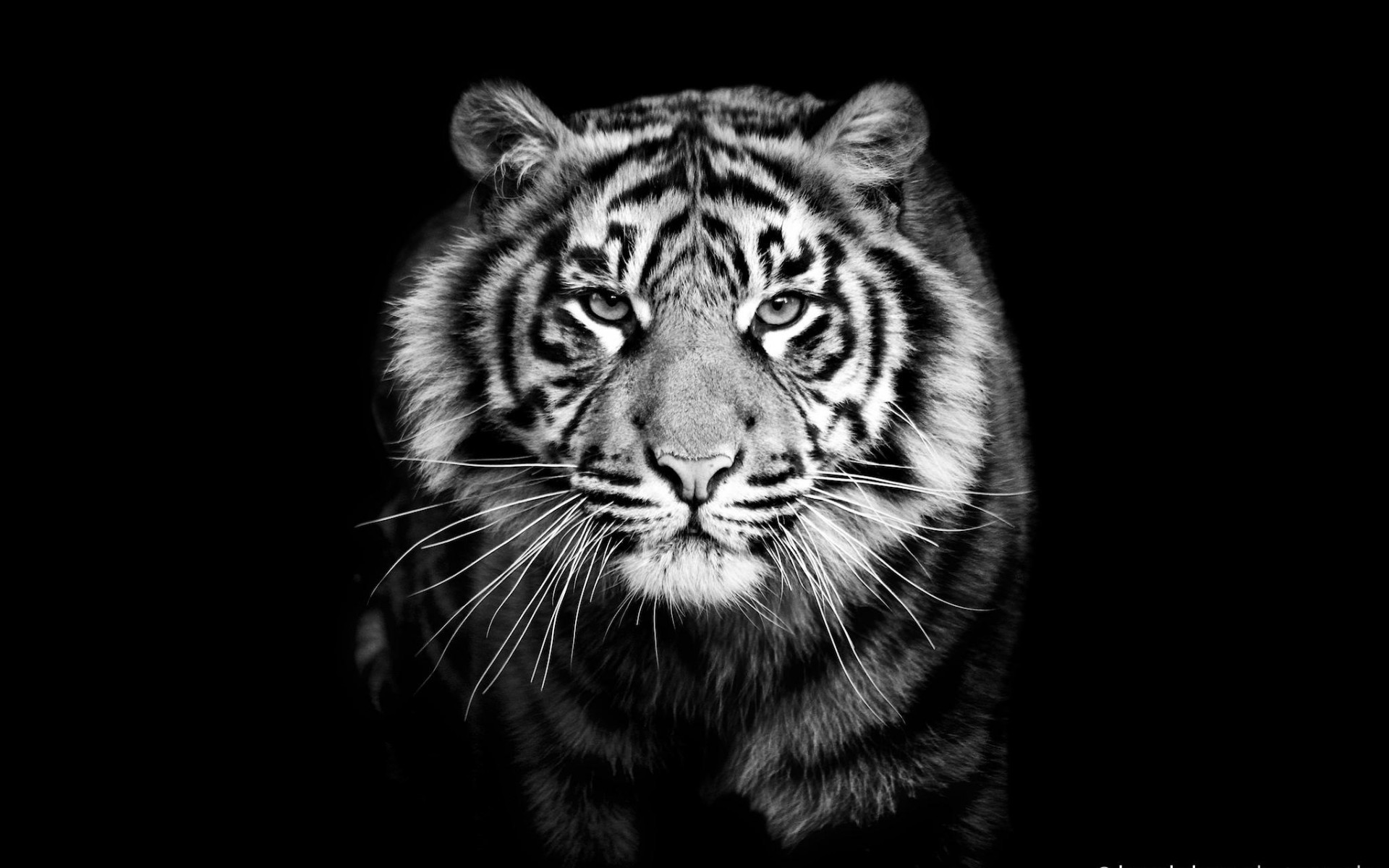 Samsung Galaxy S Wallpapers Hd Beautiful Black And - White Tiger Black Background - HD Wallpaper 